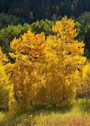 imgi_5_Aspen-Luxury-Real-Estate-3.jpg