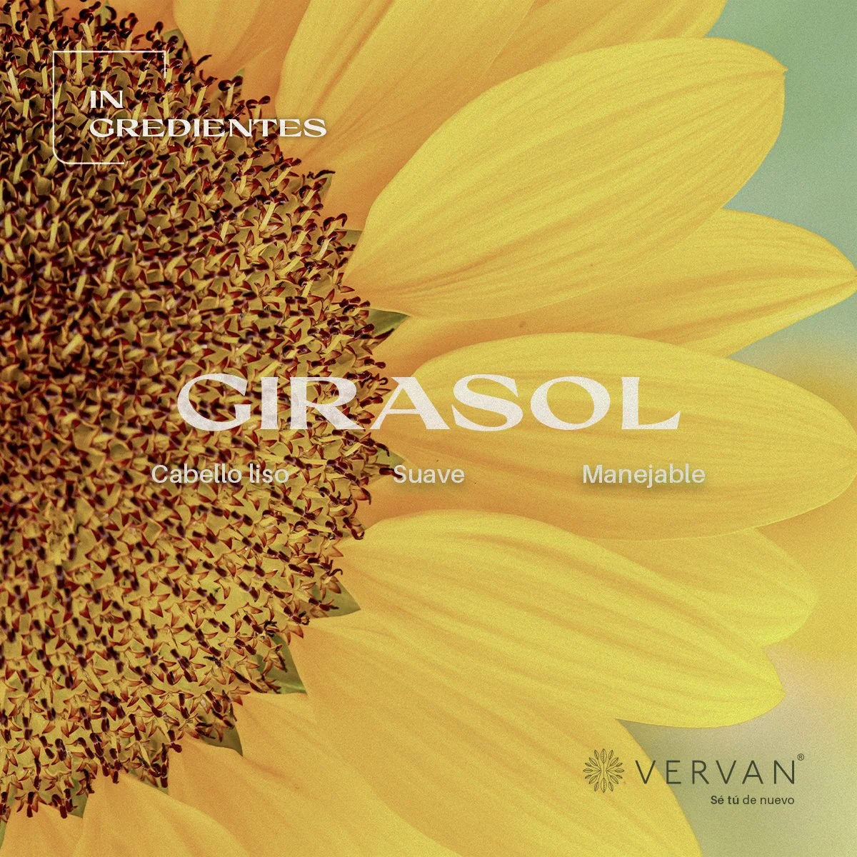 close up del ingrediente girasol