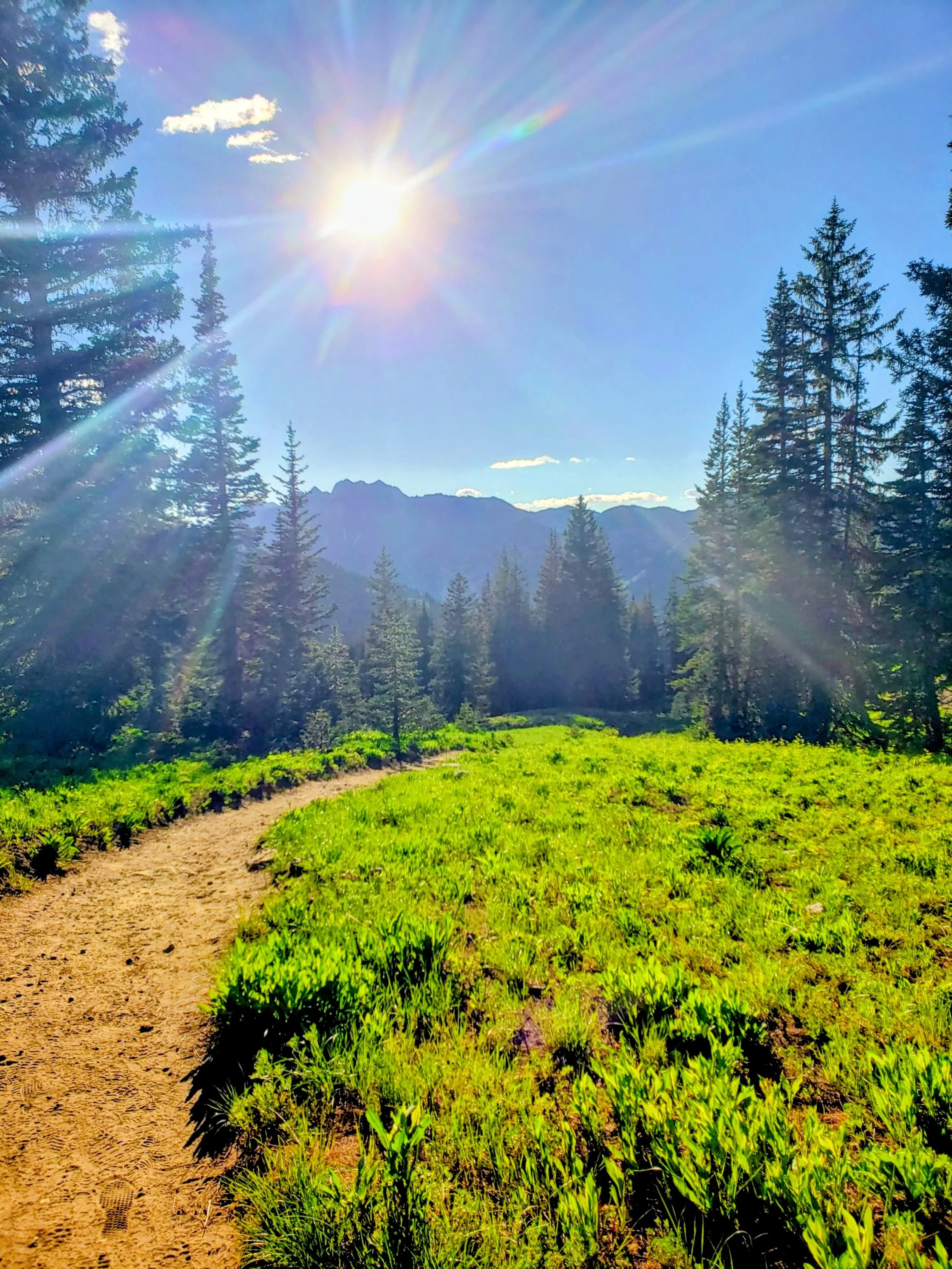 A sunny day in a forest with a dirt trail, green grass, tall trees, distant mountains, and a bright sun with rays and some clouds.
