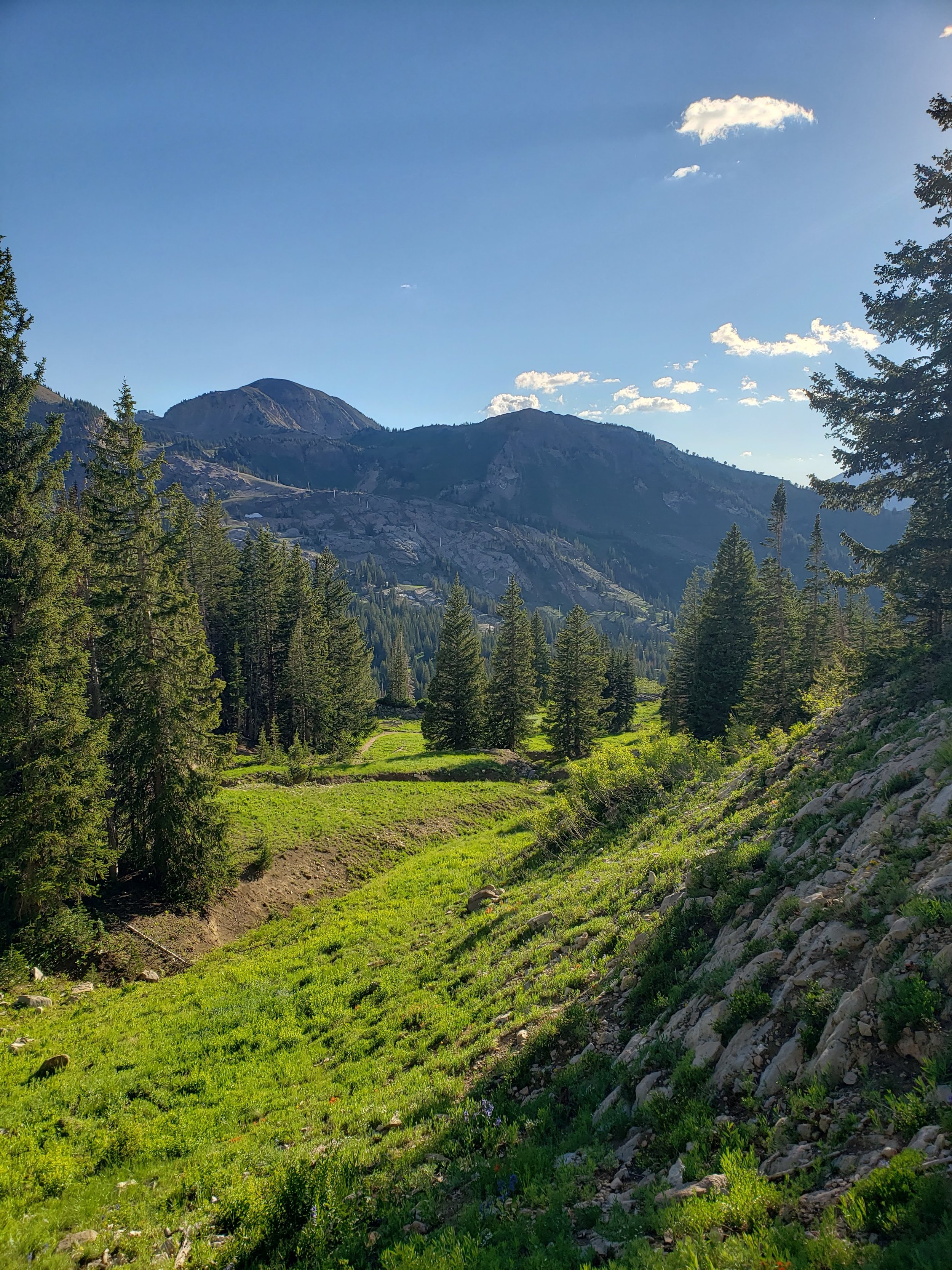 Scenic view of mountains, evergreen trees, and a grassy valley under a clear blue sky with a few clouds.