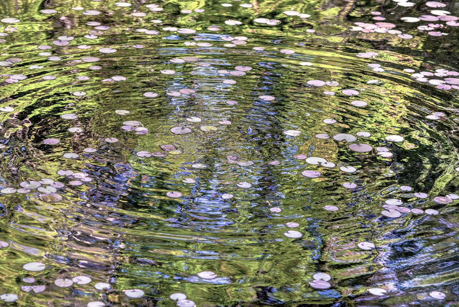 Close-up of a pond with water lilies and ripples beyond, reflecting green trees and foliage.