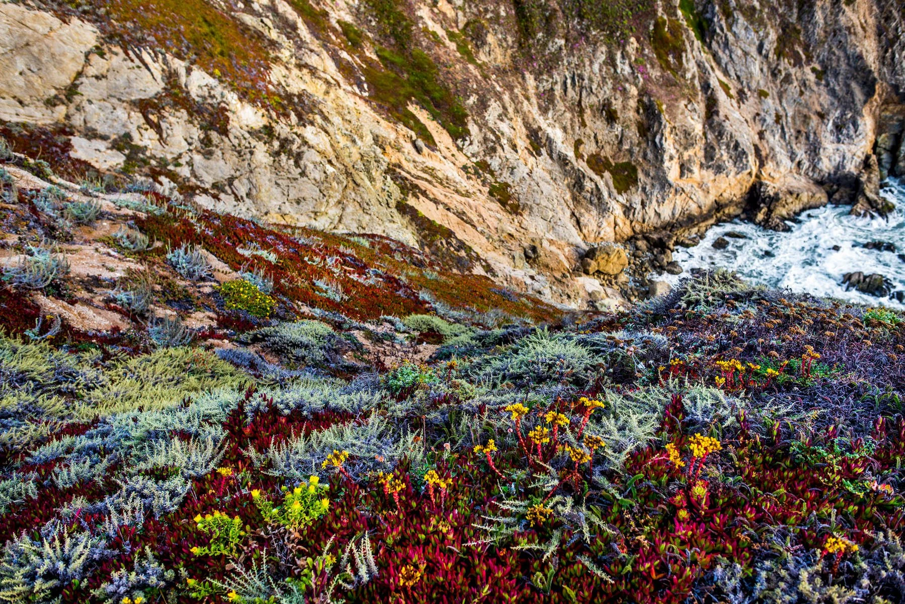 Colorful coastal hillside with diverse succulents and plants next to rocky cliffs and ocean waves.