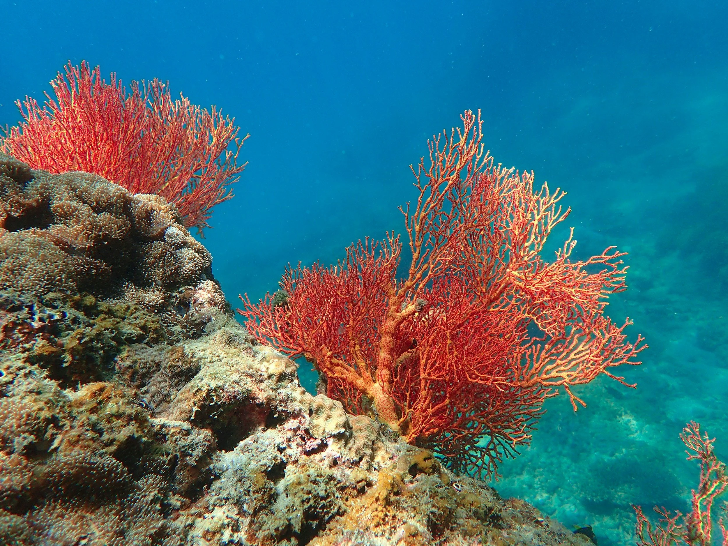 Colorful coral reef with orange and red corals, underwater rocks, and clear blue water.
