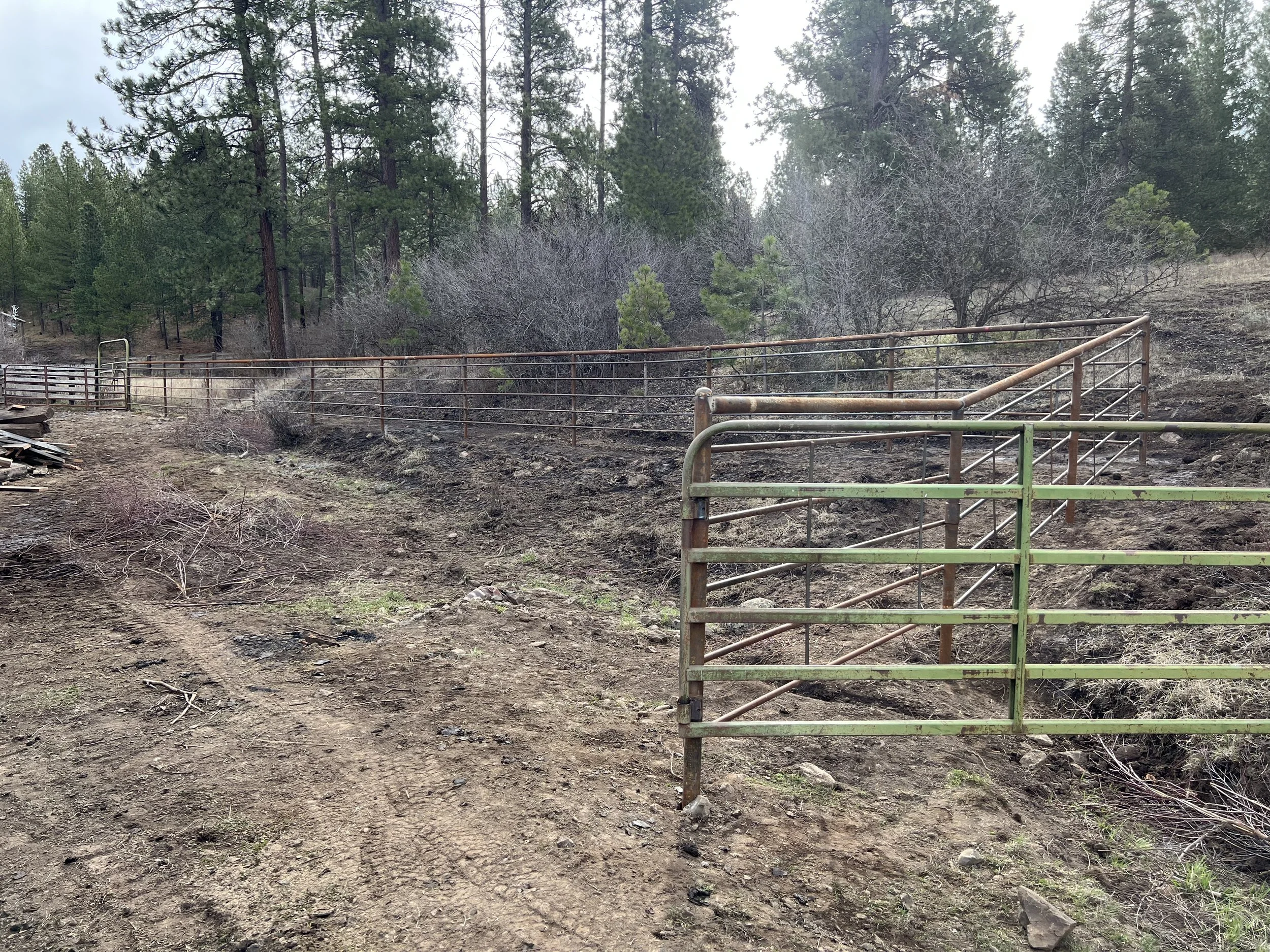 A dirt pathway leads to a gate made of metal bars in a wooded area, with tall trees and sparse bushes on either side.