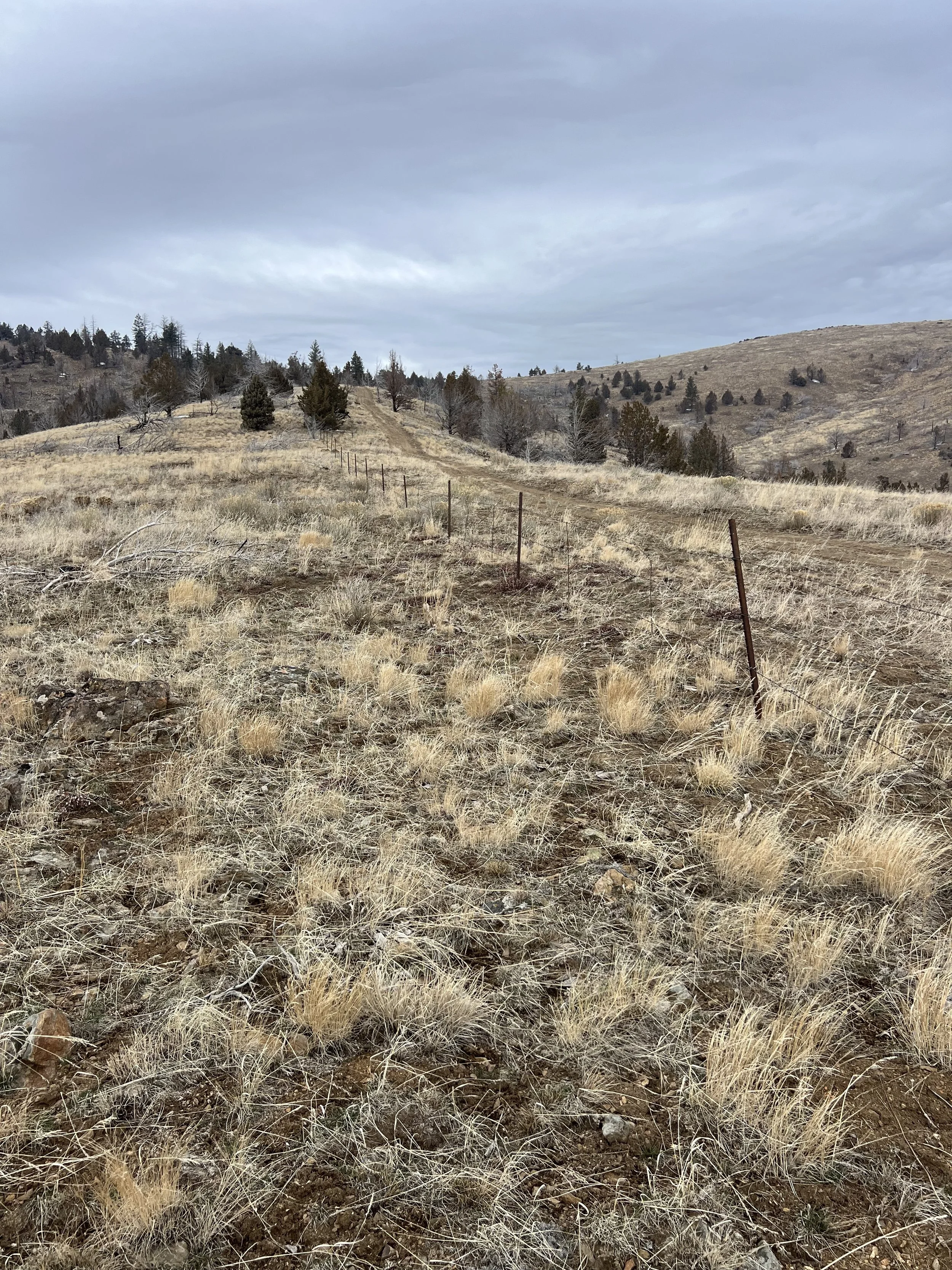 A hilly landscape with dry grass, sparse trees, and a cloudy sky overhead.