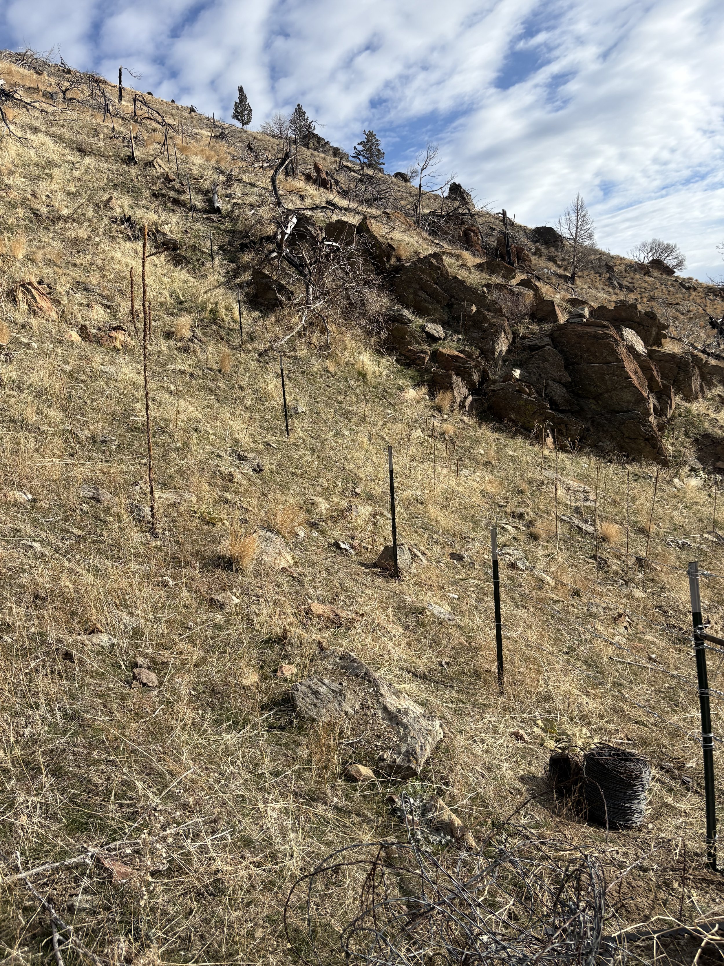 A hillside with yellow grass, rocks, blackened and dead trees, some pine trees at the top, fences along the slope, and a partly cloudy sky overhead.