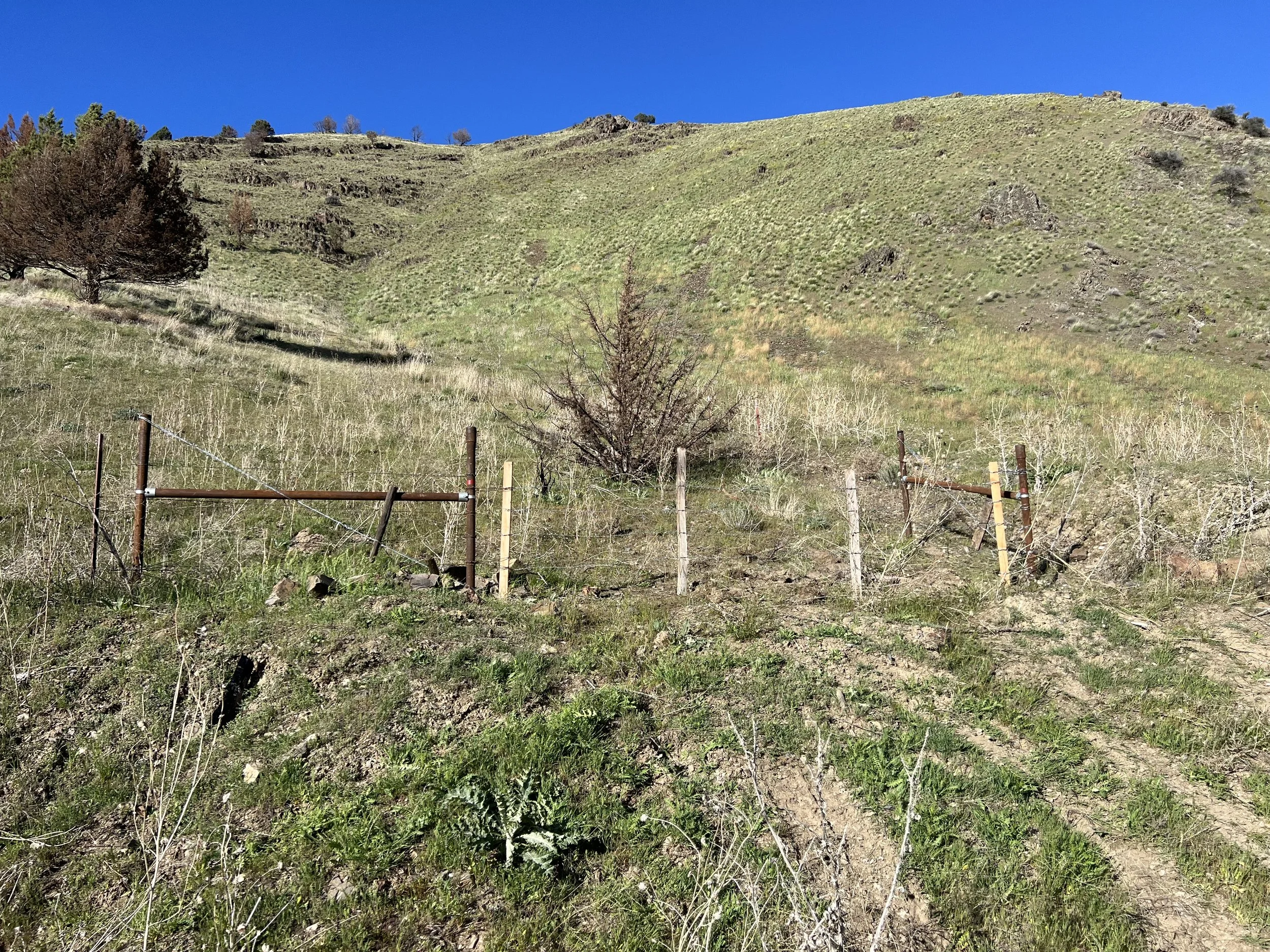 Hilly grassy landscape with sparse trees, a clear blue sky, and a wooden fence in the foreground.