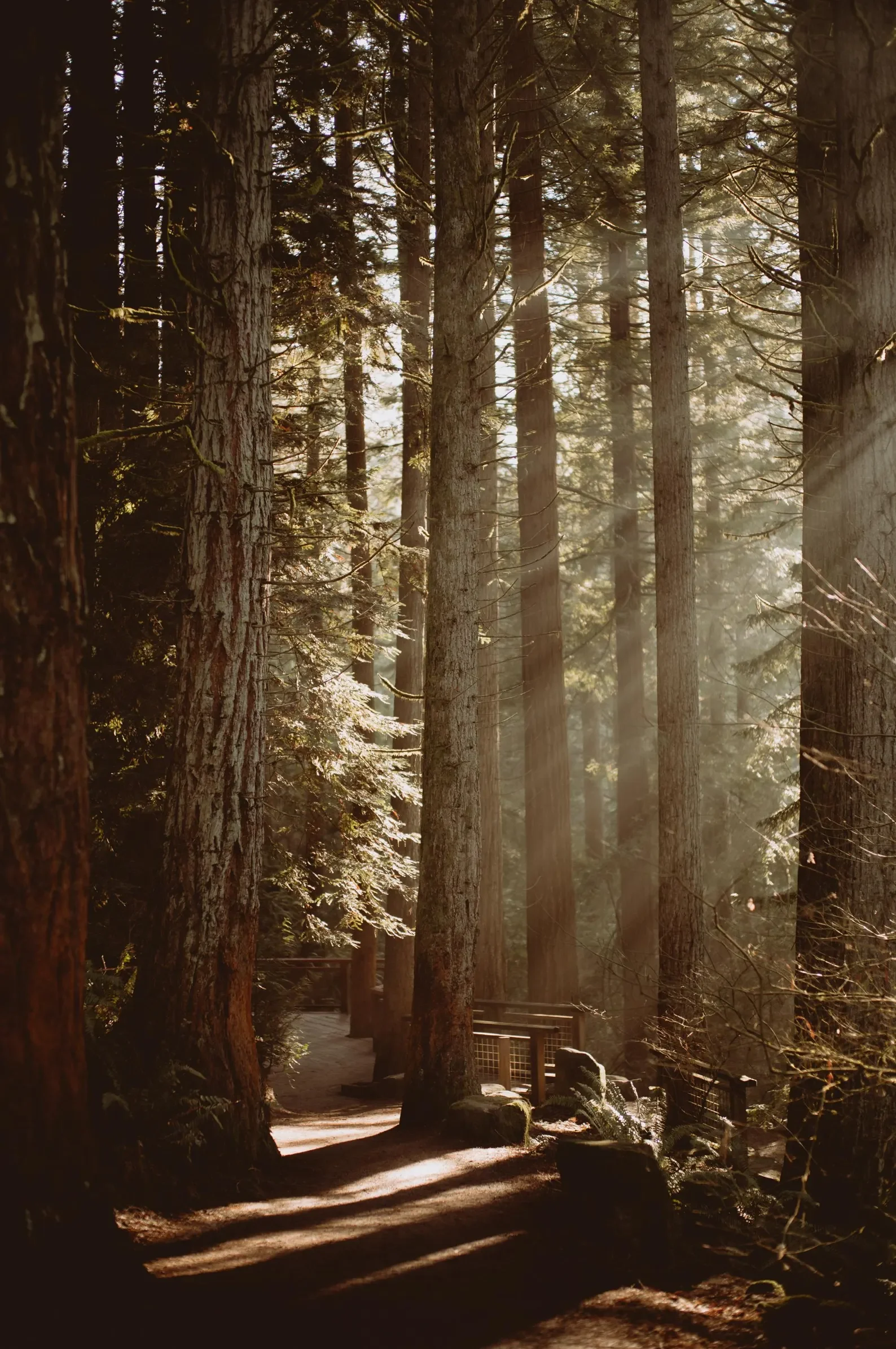 Sunlight streams through tall pine trees along a forest path, creating shadows on the ground.