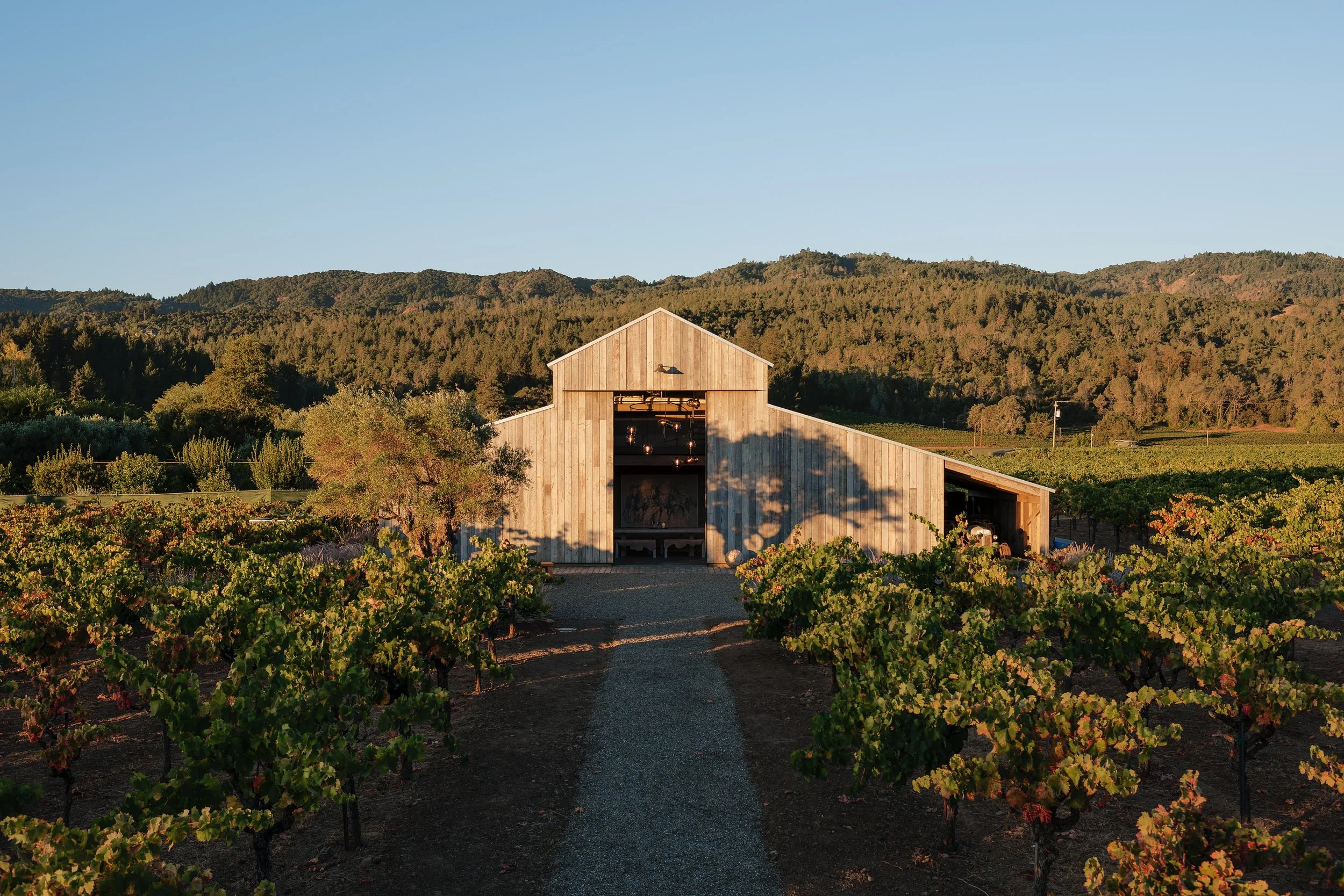 A rustic barn in the middle of a vineyard with lush green hills and trees in the background, under a clear blue sky during sunset.