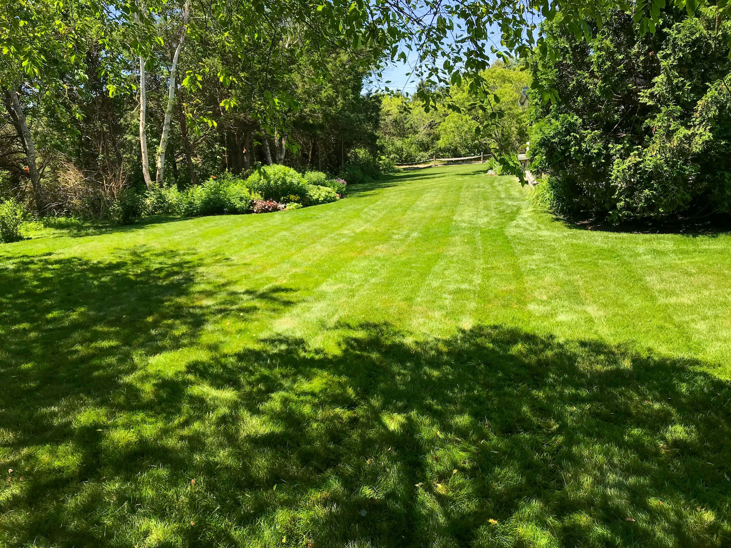 A lush green backyard lawn with trees and shrubs, pathway, and a wooden fence in the distance.
