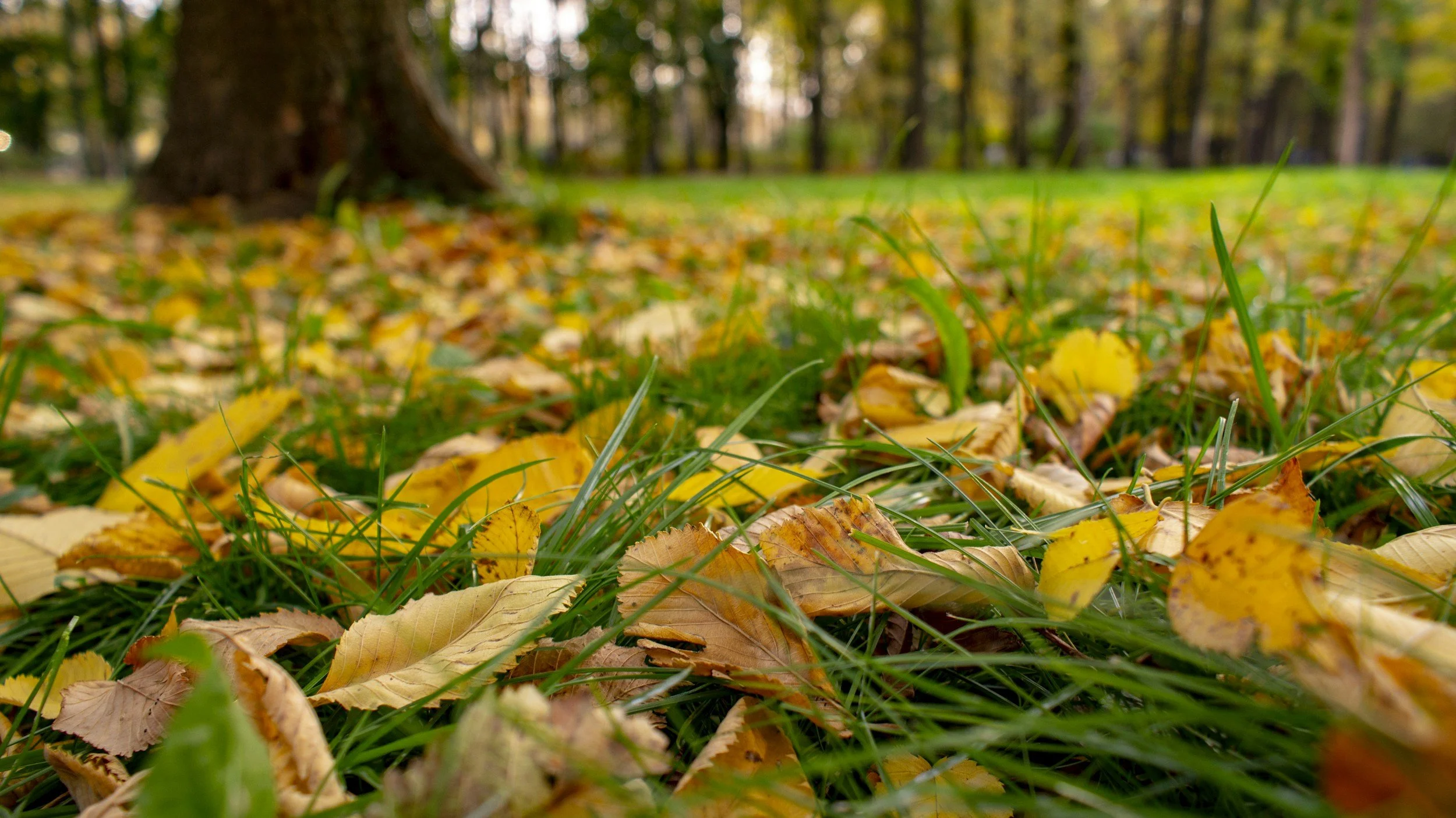 Close-up of fallen yellow and brown autumn leaves on green grass in a park with trees in the background.