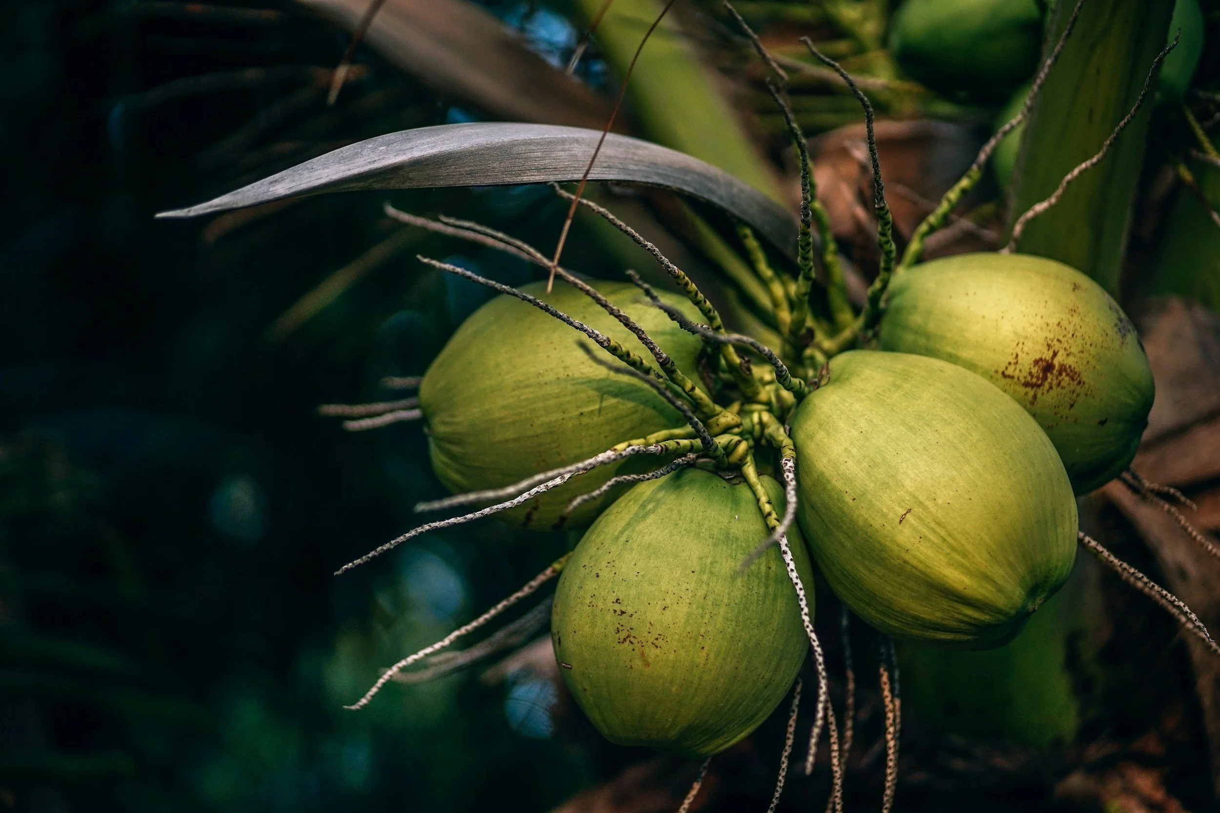 'Aha Niu: Maui Nui Coconut Celebration Festival