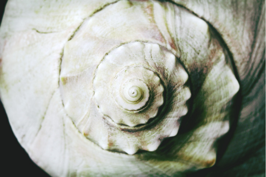 Close-up of a conch shell, its spiral whorls curving inward to a central point.
