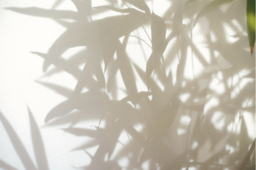 Shadows of bamboo leaves cast across a sunlit wall.