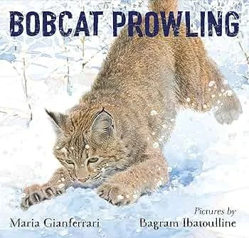 bobcat prowling.jpg