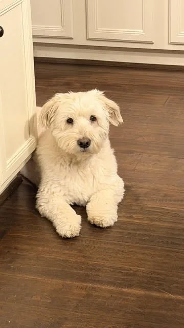 Opie