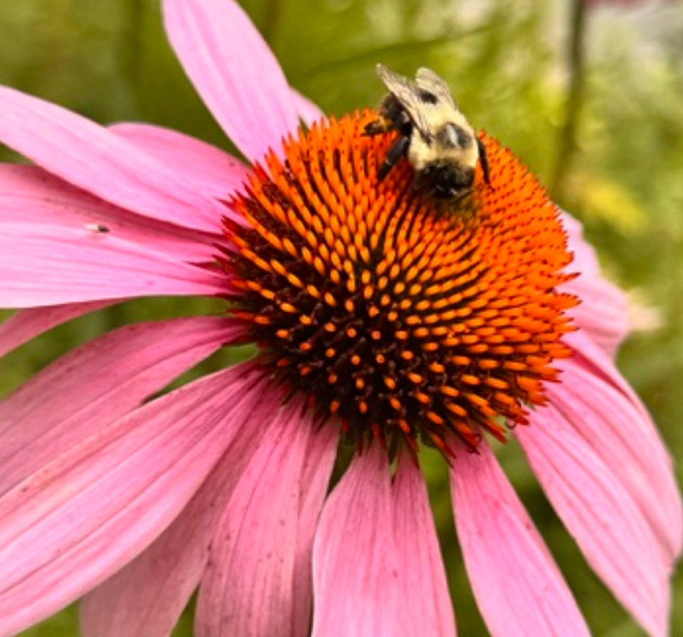 A bee sitting on the orange and black center of a pink coneflower with pink petals, green blurred background.