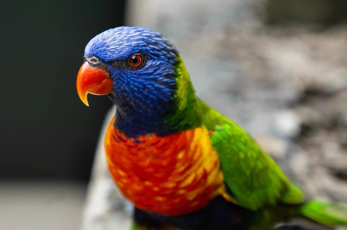 Of all the things I enjoy photographing, birds have crept their way to the top of the list. The birds here are so different to the ones I grew up with in the US, and I think that plays a huge part in my fascination with them. Here are some of my favo