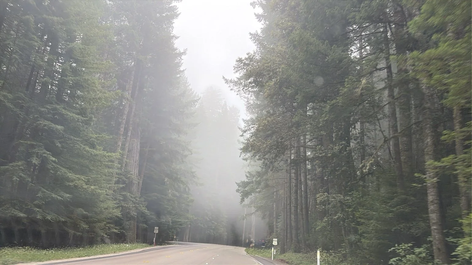 Fog drifting through towering evergreen trees beside a quiet forest road.