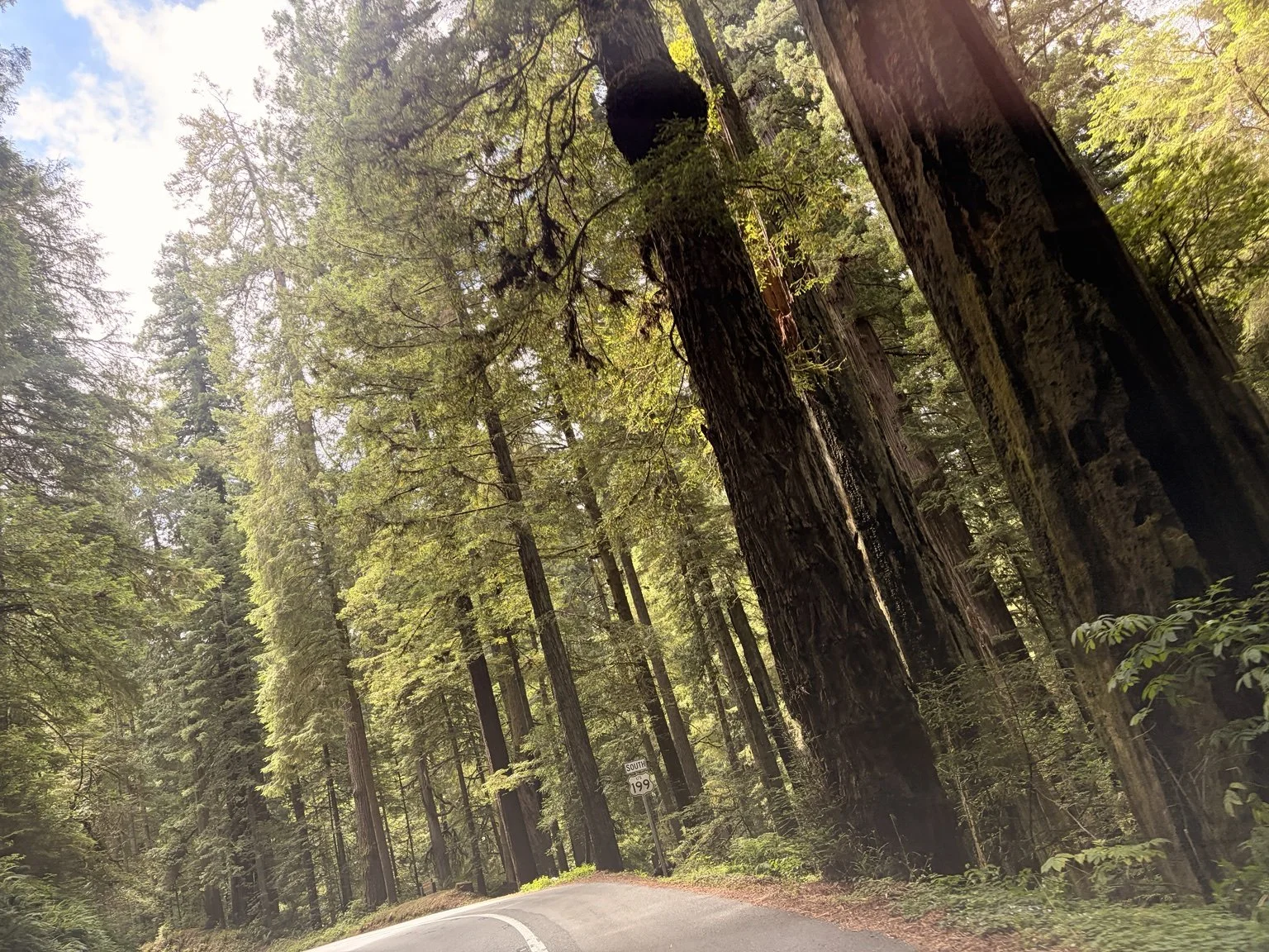 Winding road surrounded by towering redwood trees and lush forest.