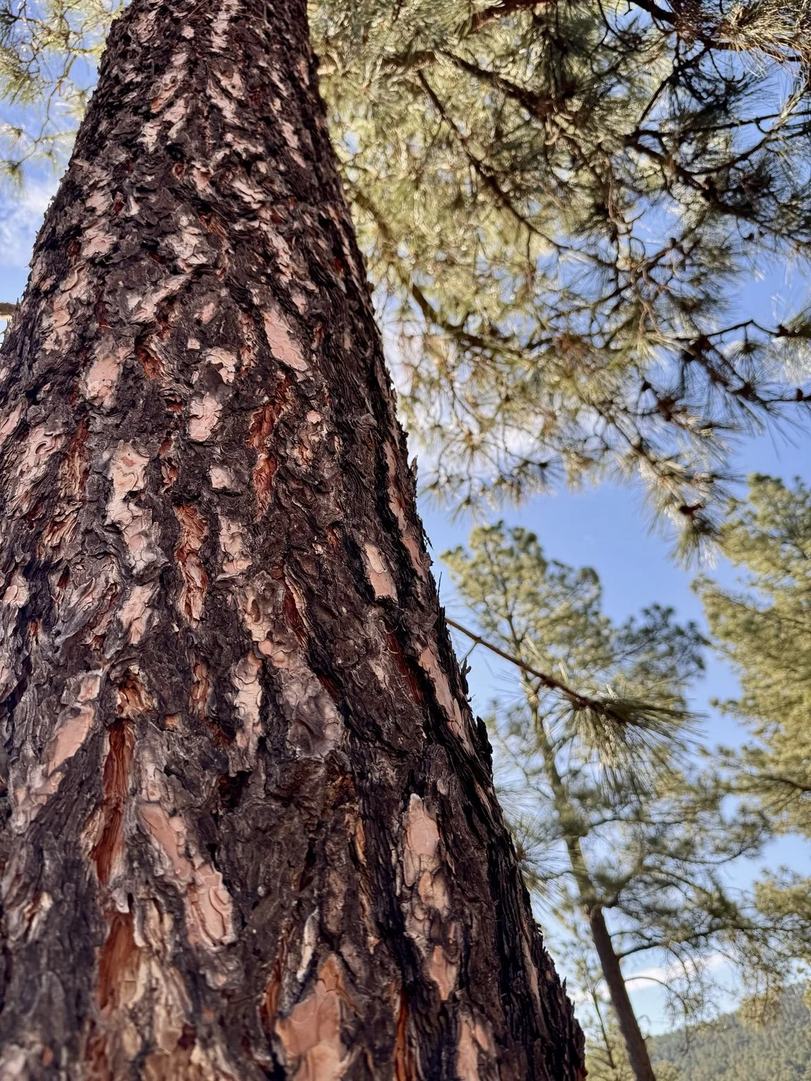 Close-up view looking up the textured bark of a tall pine tree against a blue sky.