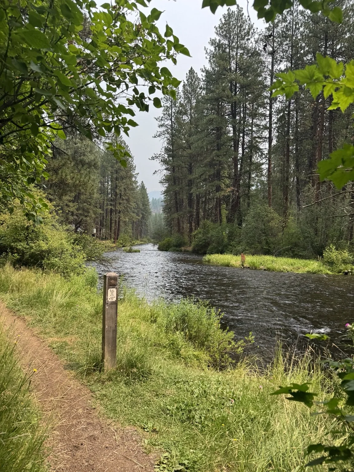 Narrow trail following a river through a quiet pine forest.