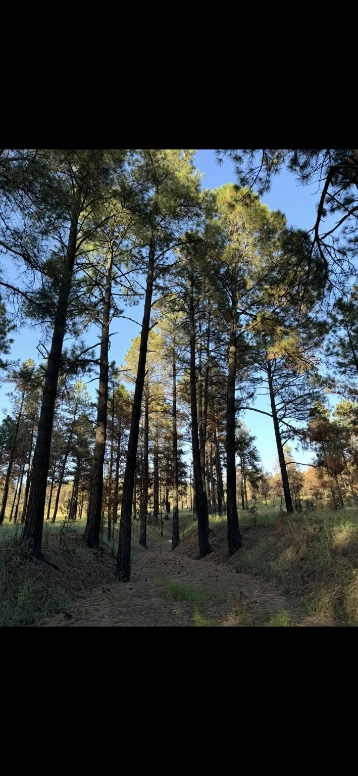 Sunlight filtering through tall pine trees in a quiet forest.