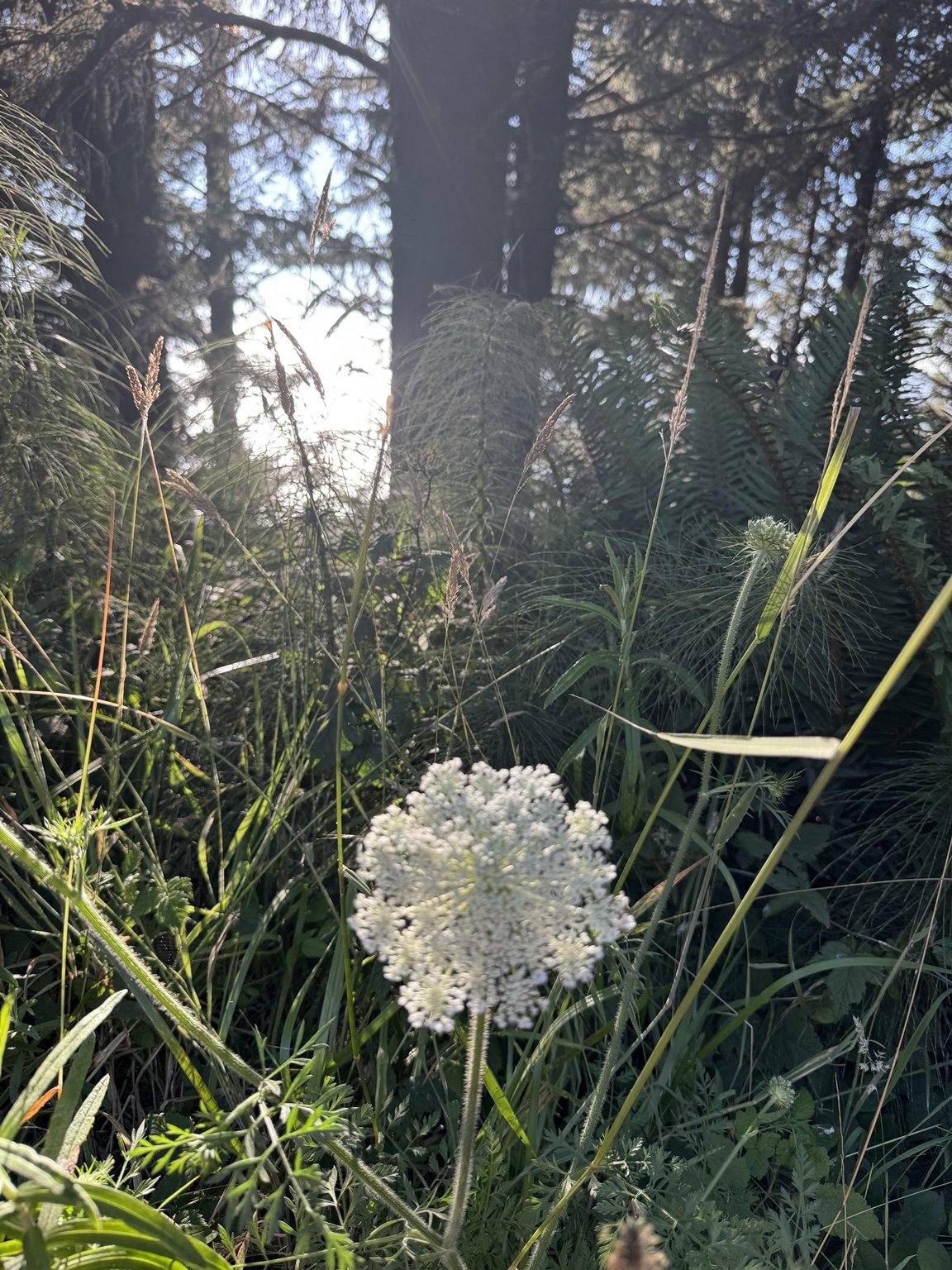 White wildflower growing among tall grasses with sunlight filtering through a pine forest.
