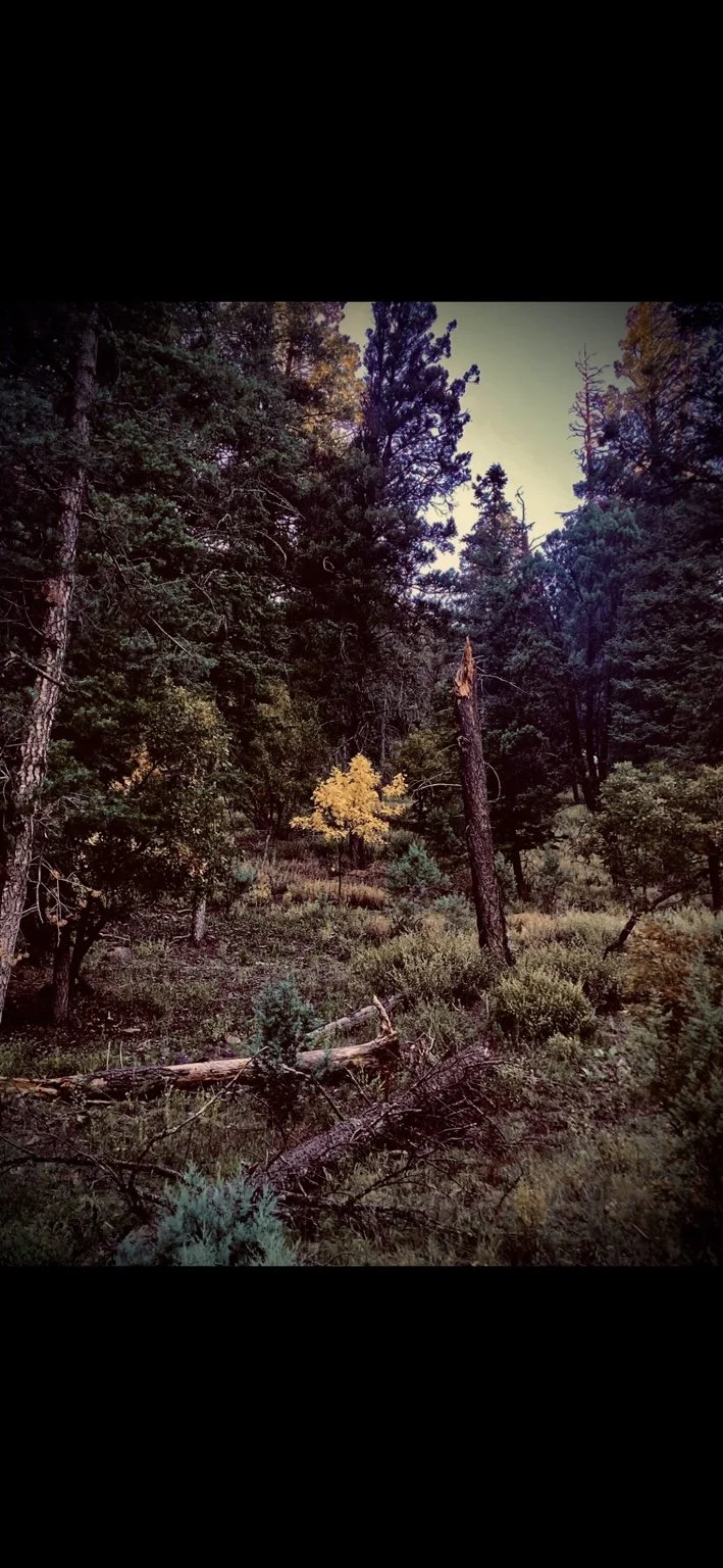 Sunlit evergreen forest with a golden-leaved tree among the pines.