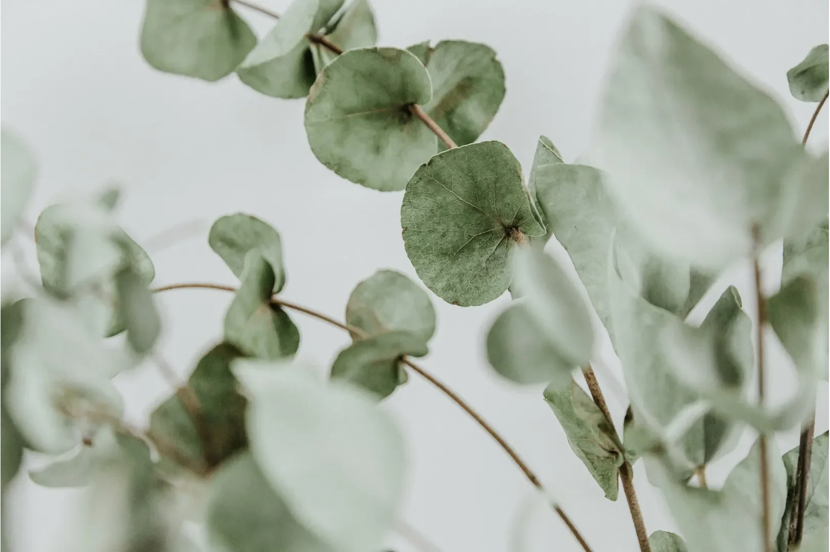 Close-up of pale green eucalyptus leaves against a light gray background, conveying a serene and natural ambiance. Leaves are round and delicate.