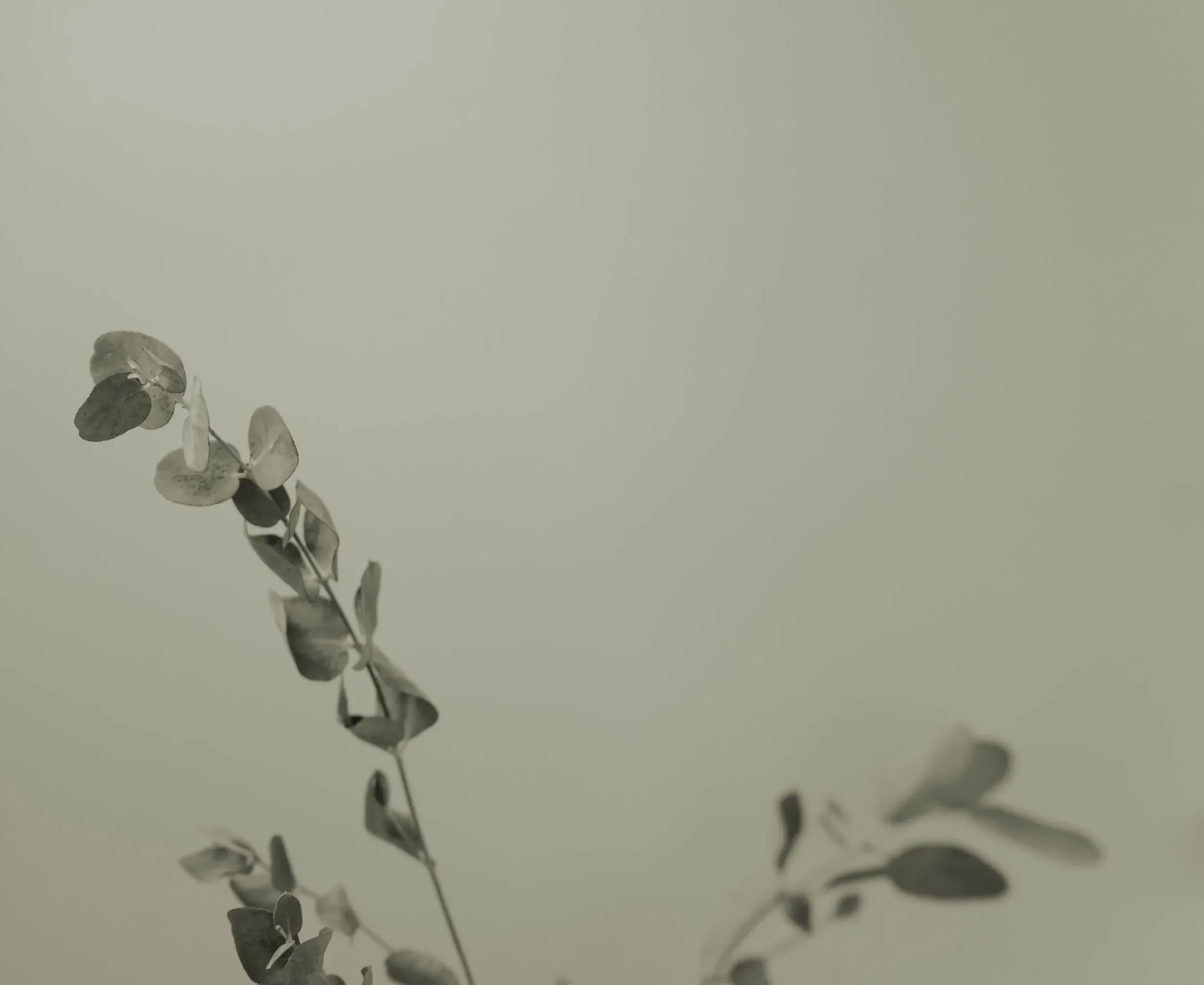 A minimalist sepia-toned image of a eucalyptus branch with round leaves, set against a soft, neutral background. The tone is calm and serene.