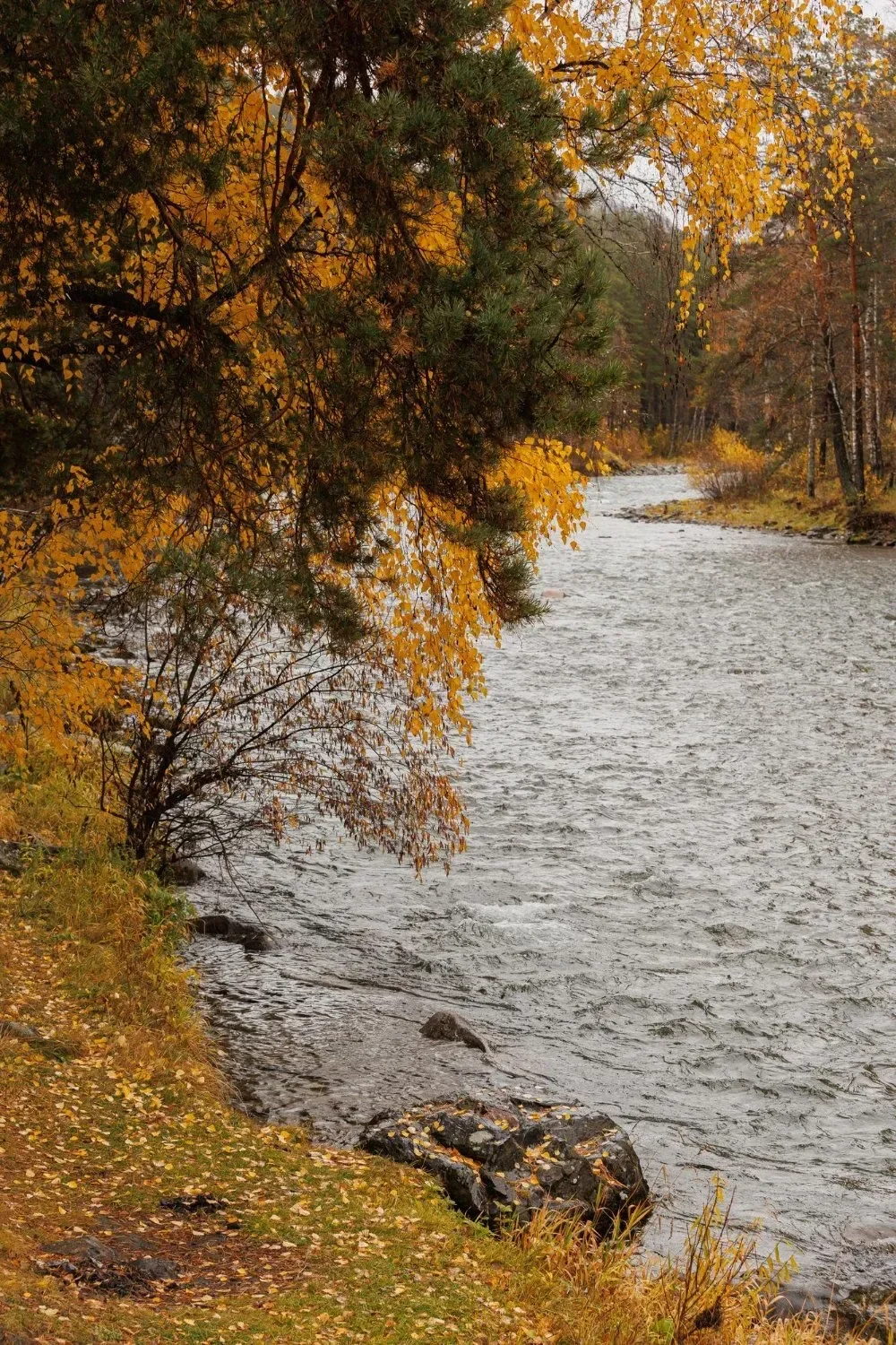 A serene autumn scene with a river flowing alongside a bank lined with trees. Yellow leaves and dark rocks create a peaceful, reflective mood.