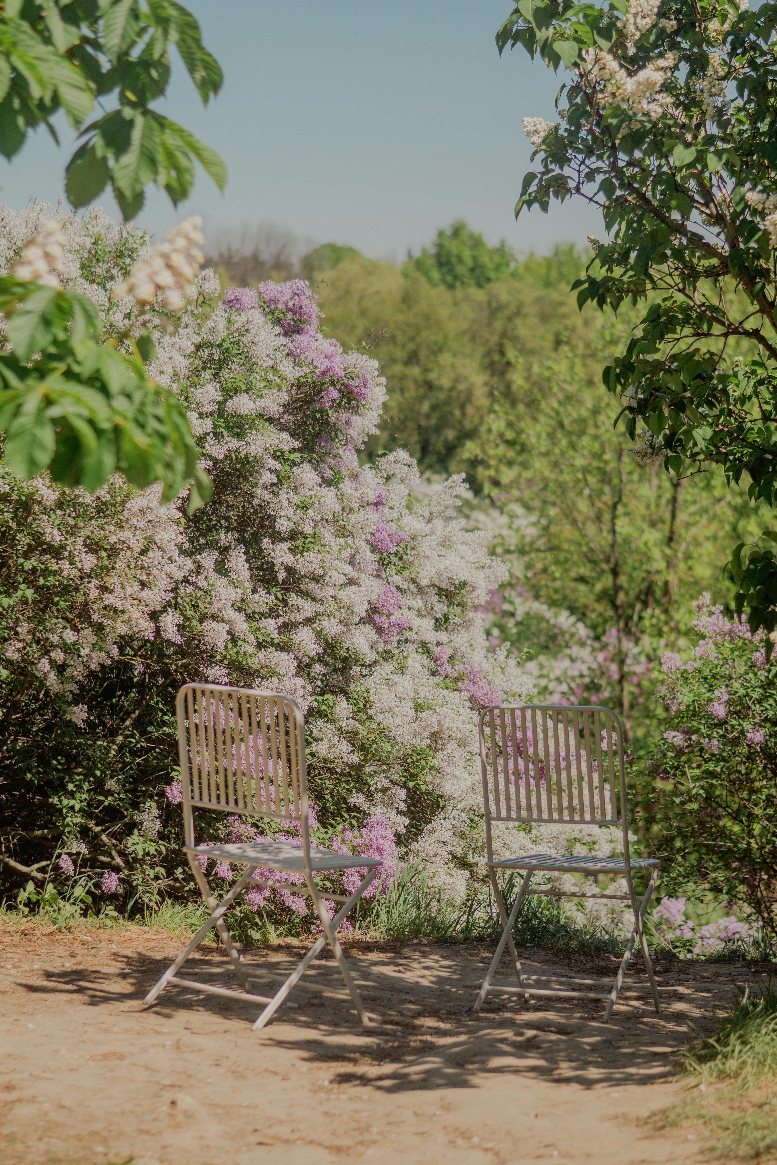 Two metal chairs on a dirt ground in a lush backyard garden with blooming pink and white flowers and trees in the background.