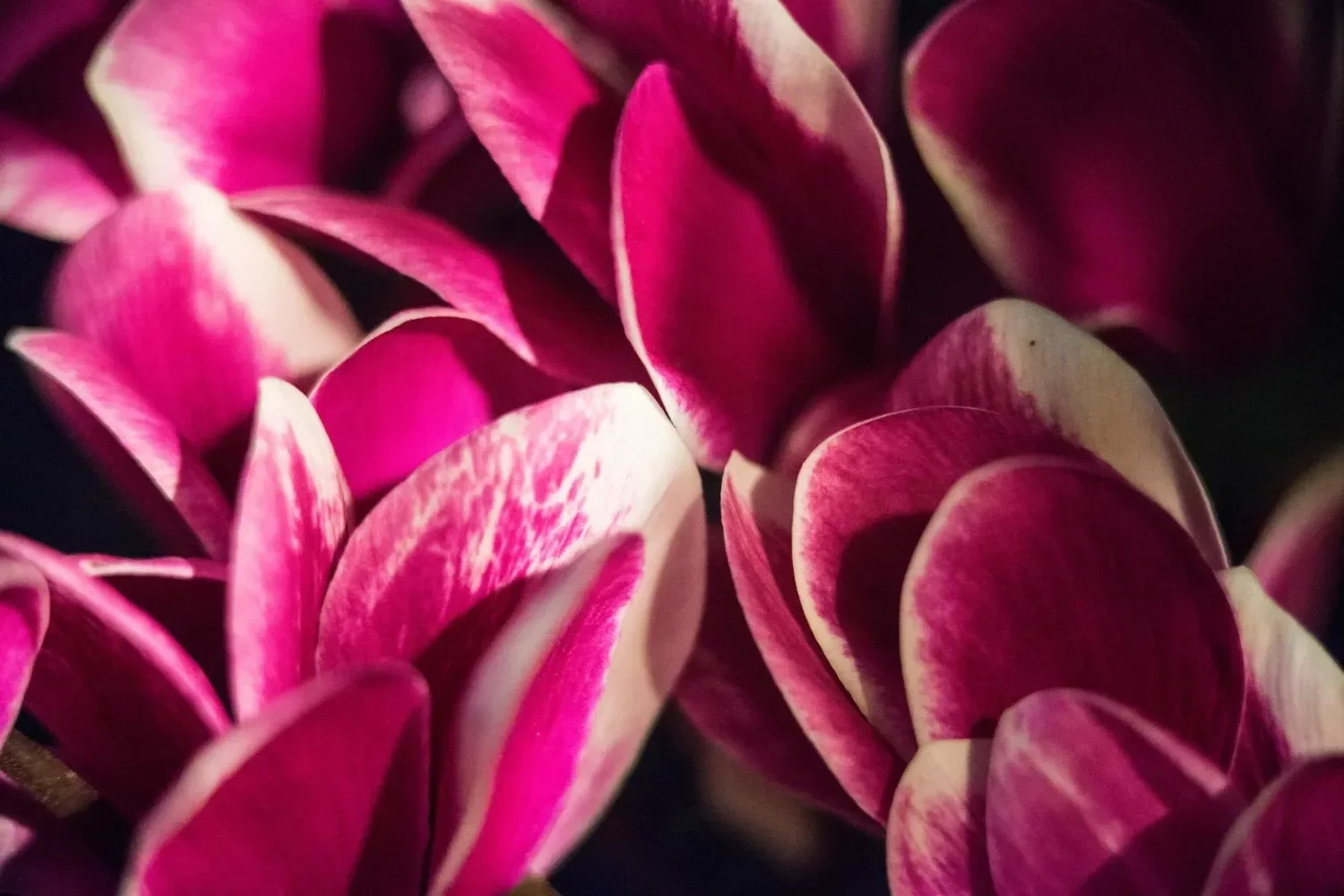 Close-up of pink and white variegated flower petals.