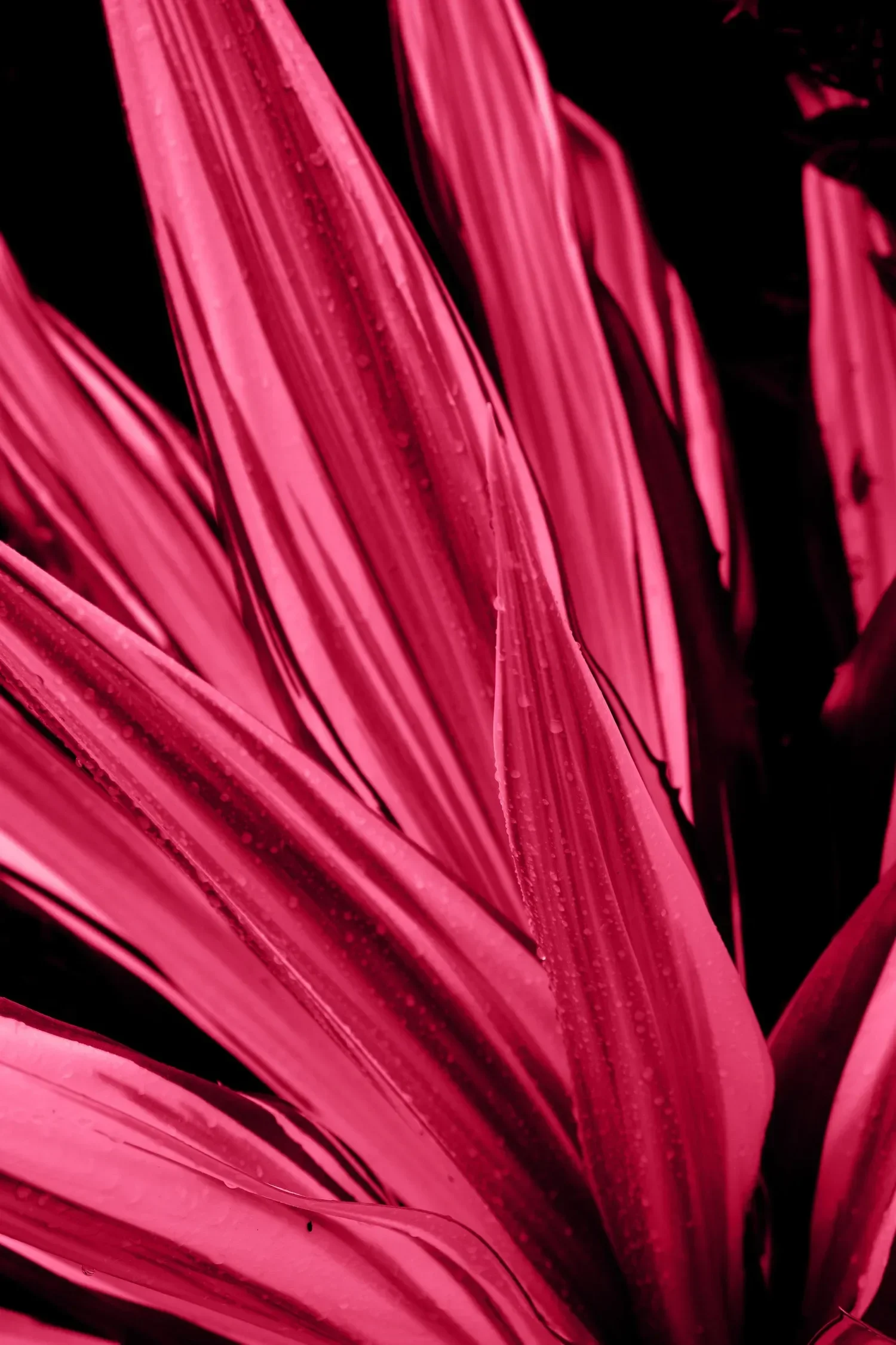 Close-up of pink and red plant leaves with water droplets against a black background.