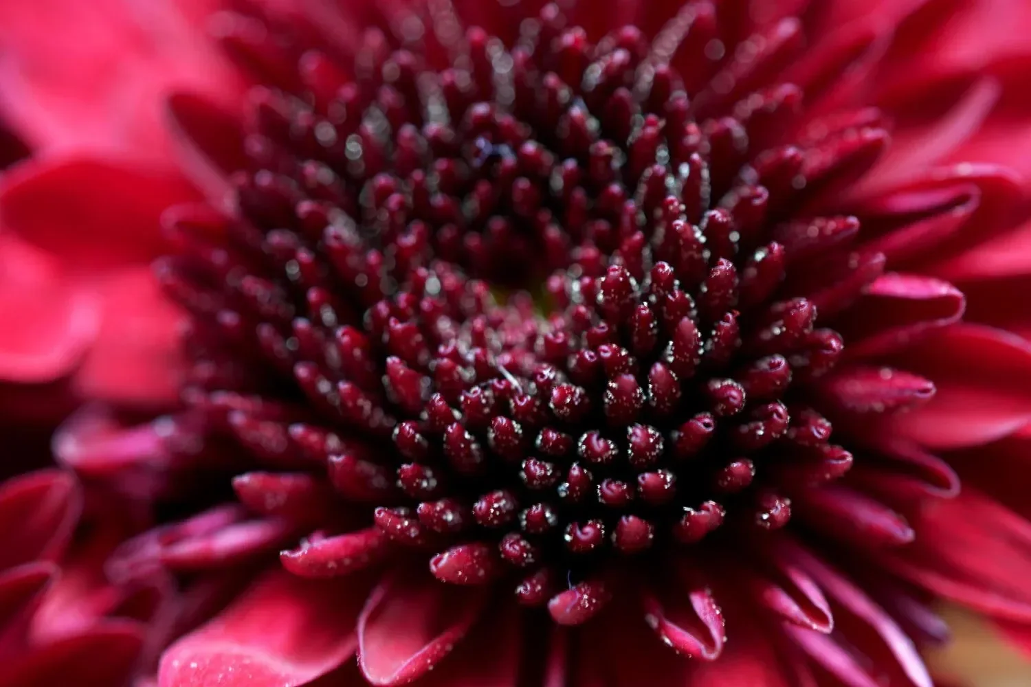Close-up of a red and dark pink flower with tightly packed petals and small central structures.