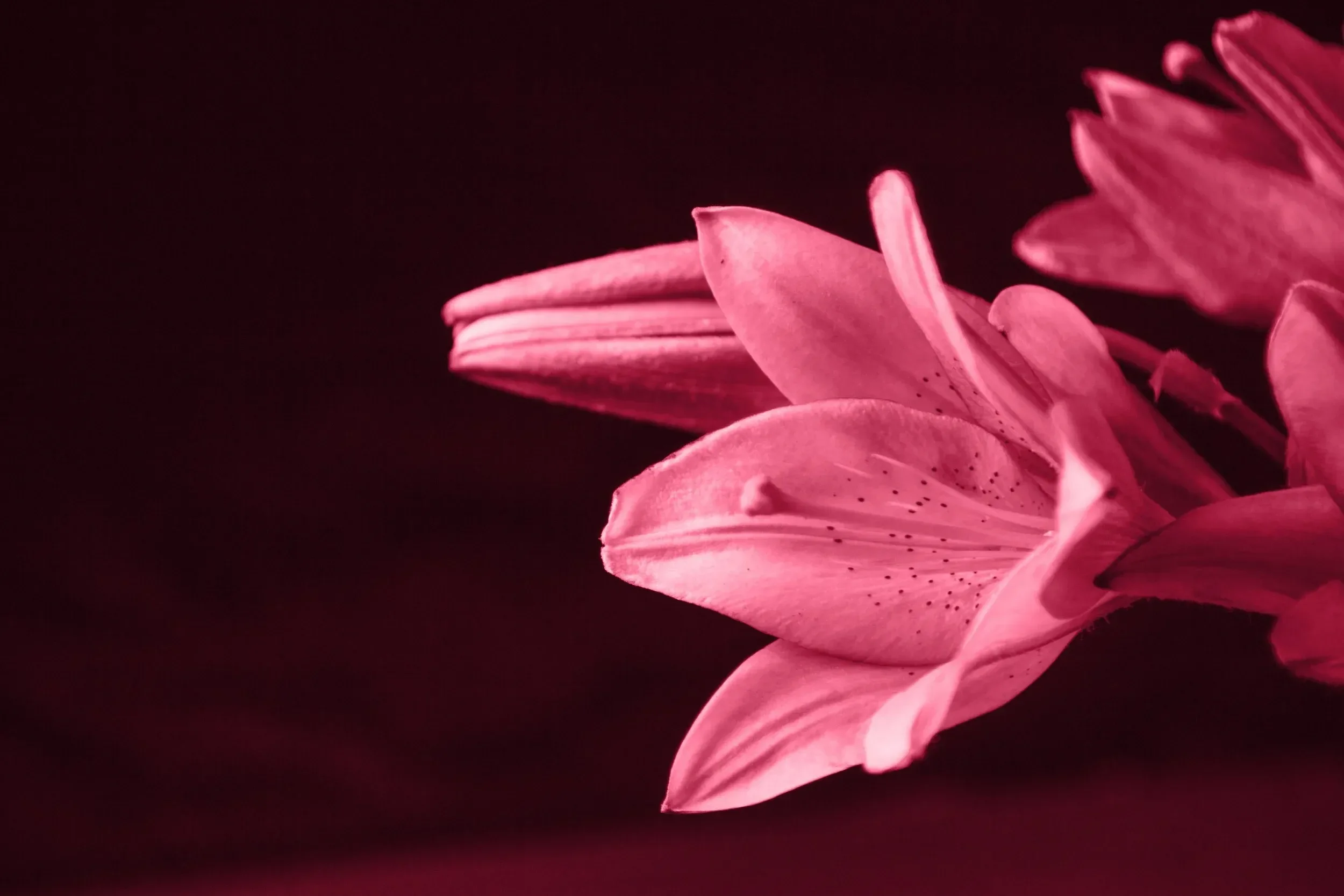 Close-up of pink lily petals against a dark background.