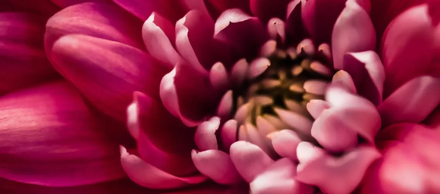 Close-up of a pink flower with layered petals, showing the detailed structure of the blossom.