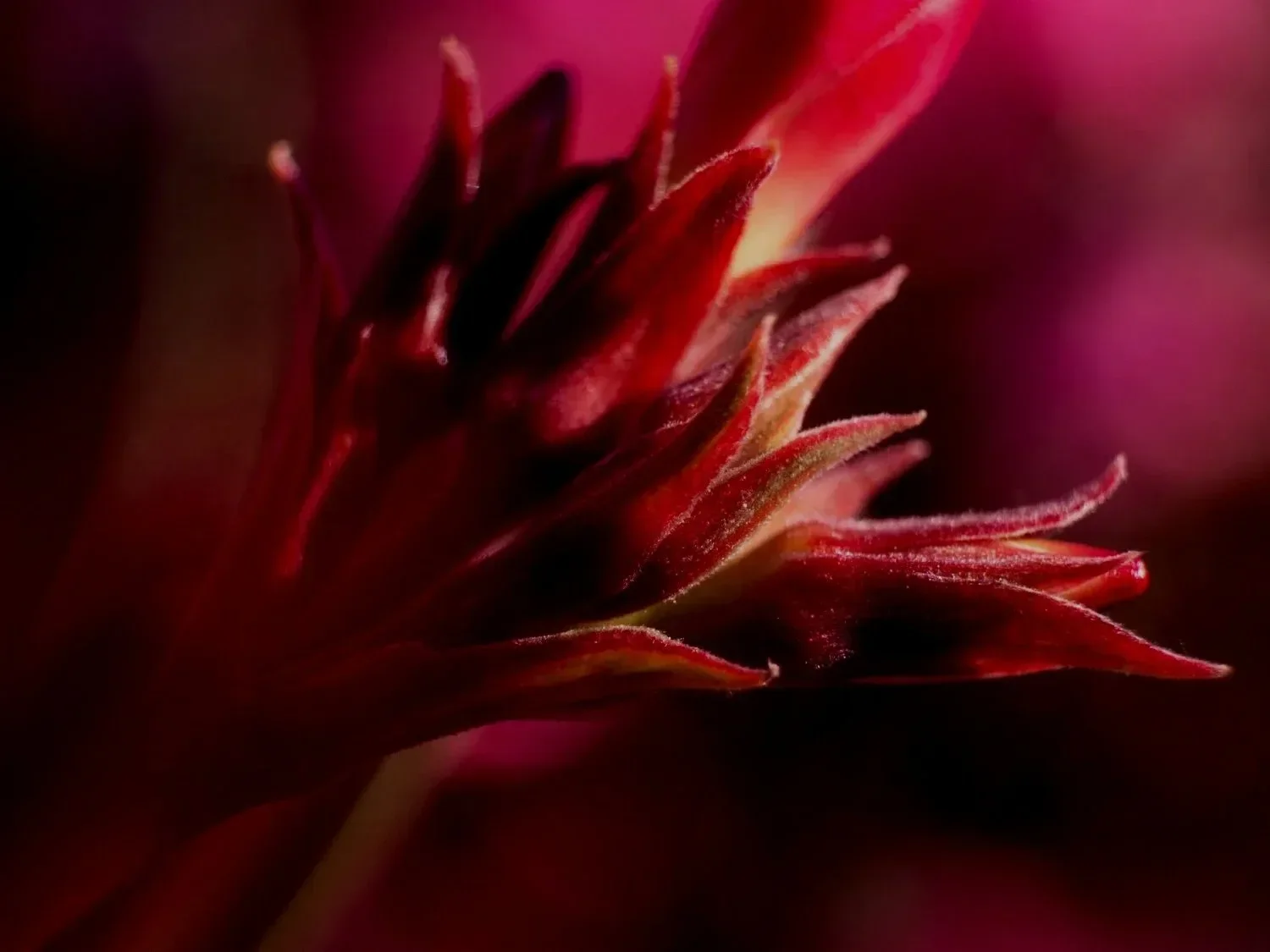 Close-up of a dark red flower with pointed petals, soft focus, and pinkish background.