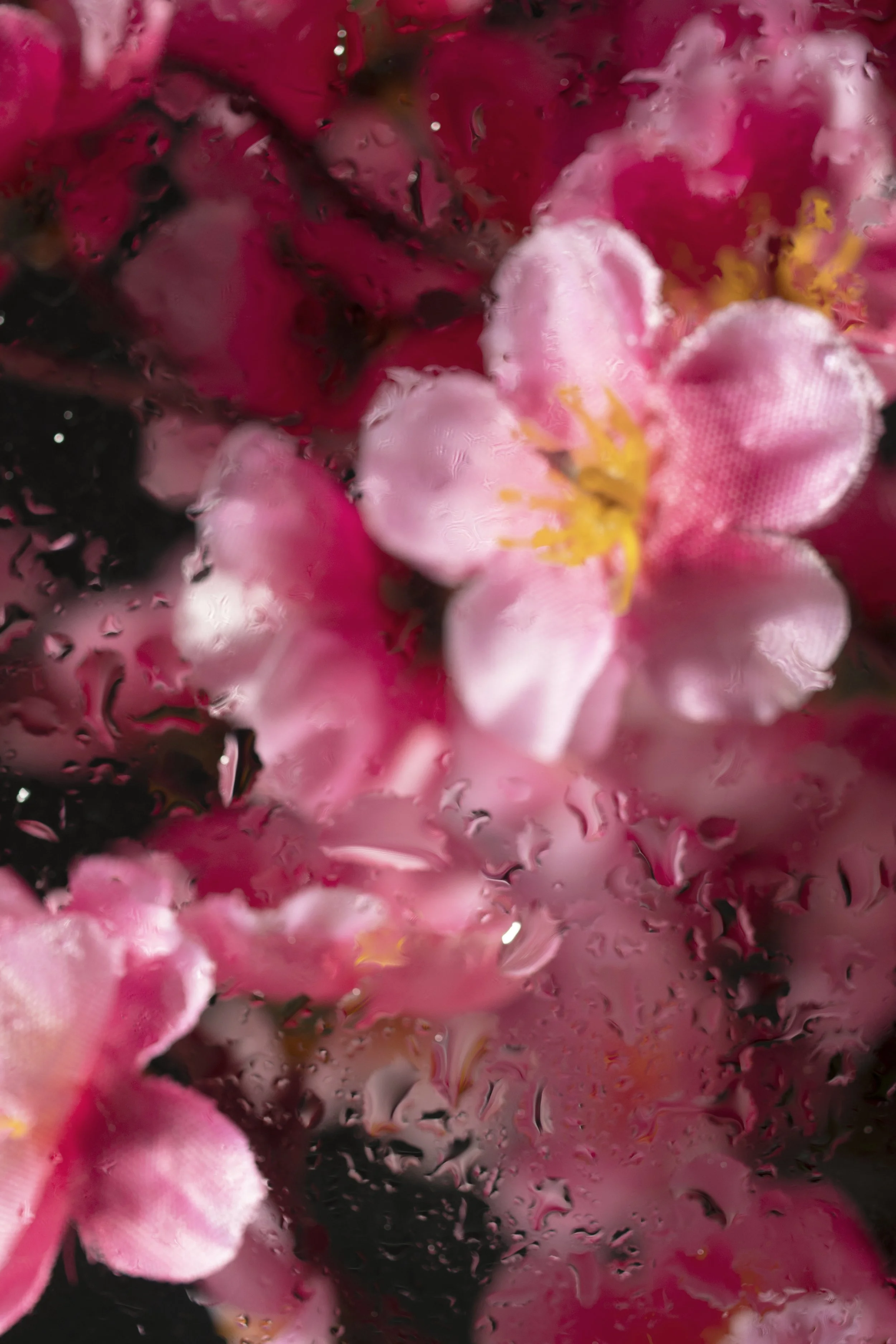 Close-up of pink flowers with water droplets on petals, viewed through a rain-covered glass.