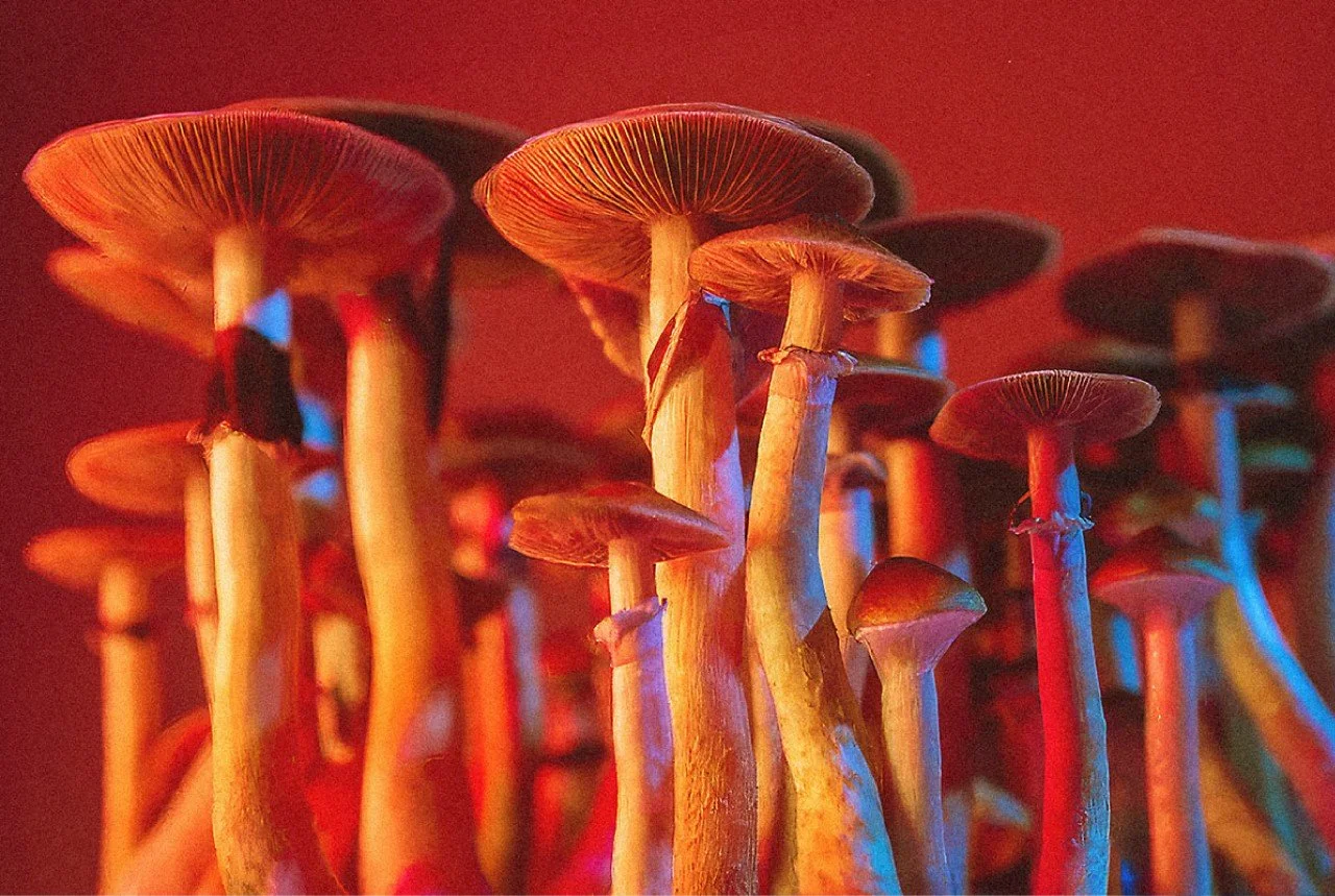 Orange and blue mushrooms as a natural form reference