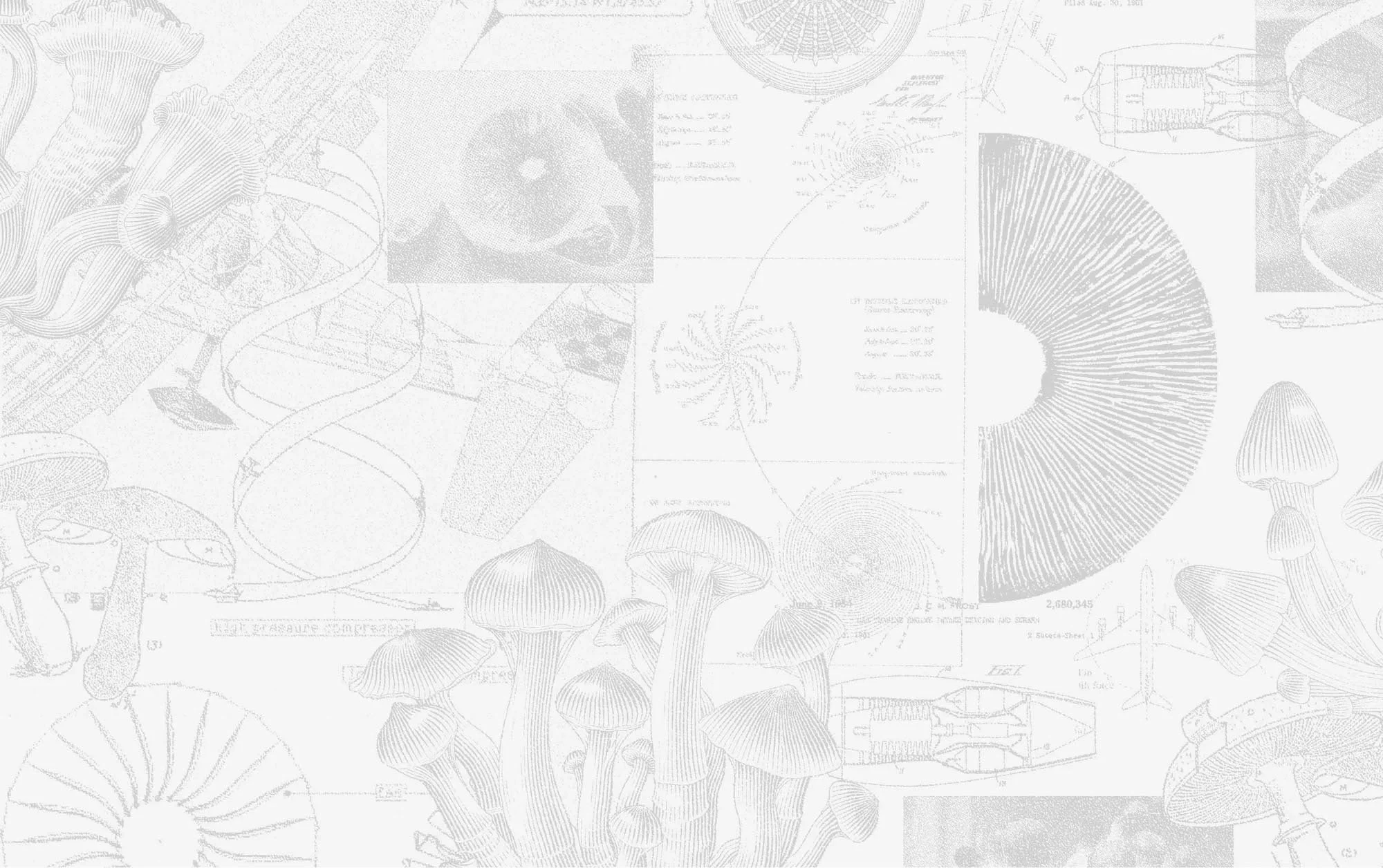 Capital Flights illustration and identity research collage