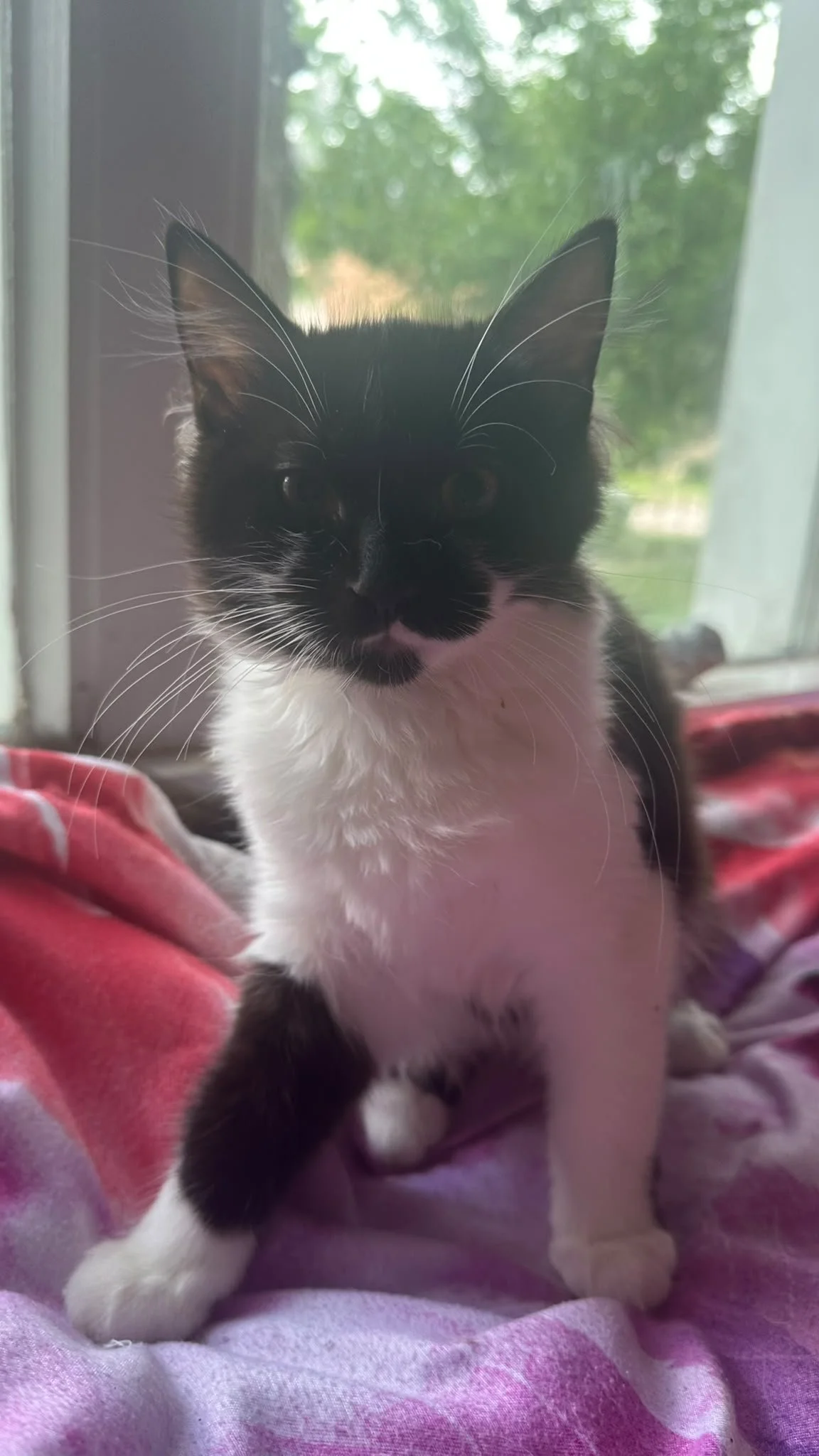 Kitty - Sheena