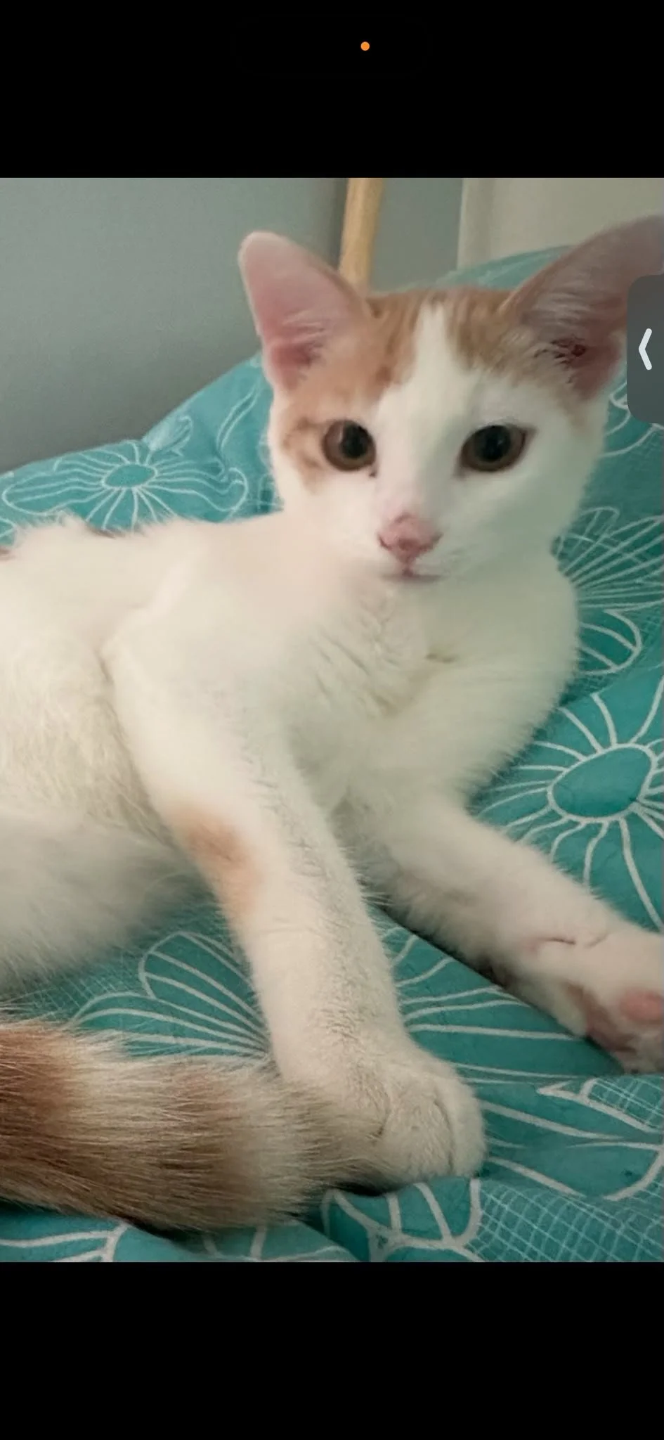 Kitty - Butterscotch