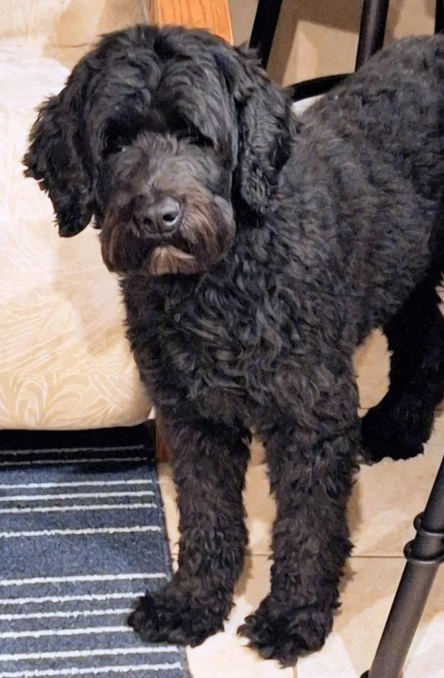 cute dog with black, curly fur looks at camera while standing among furniture