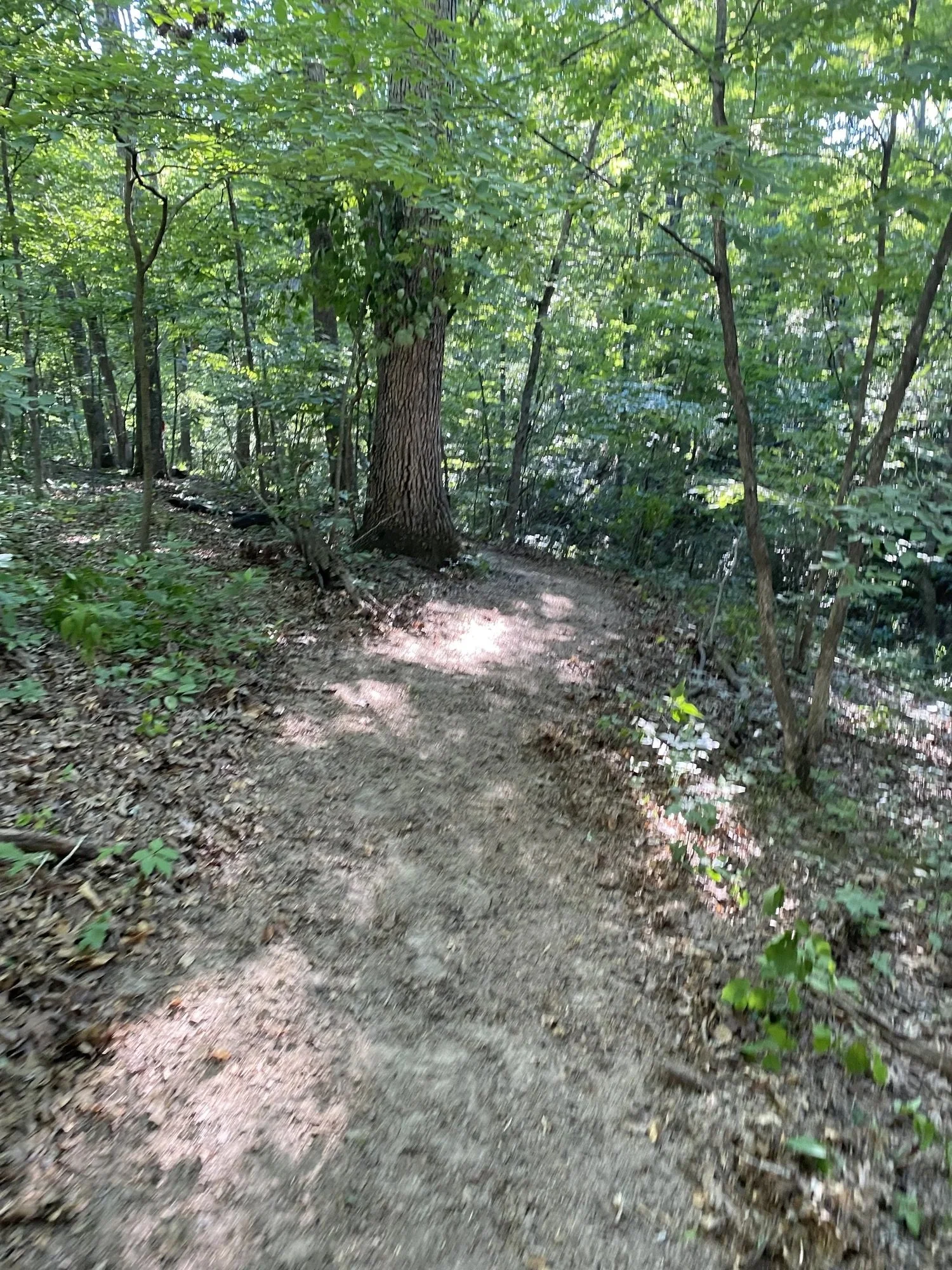 A dirt trail in a dense green forest with tall trees and leafy canopy, sunlight filtering through leaves, and fallen leaves on the ground.
