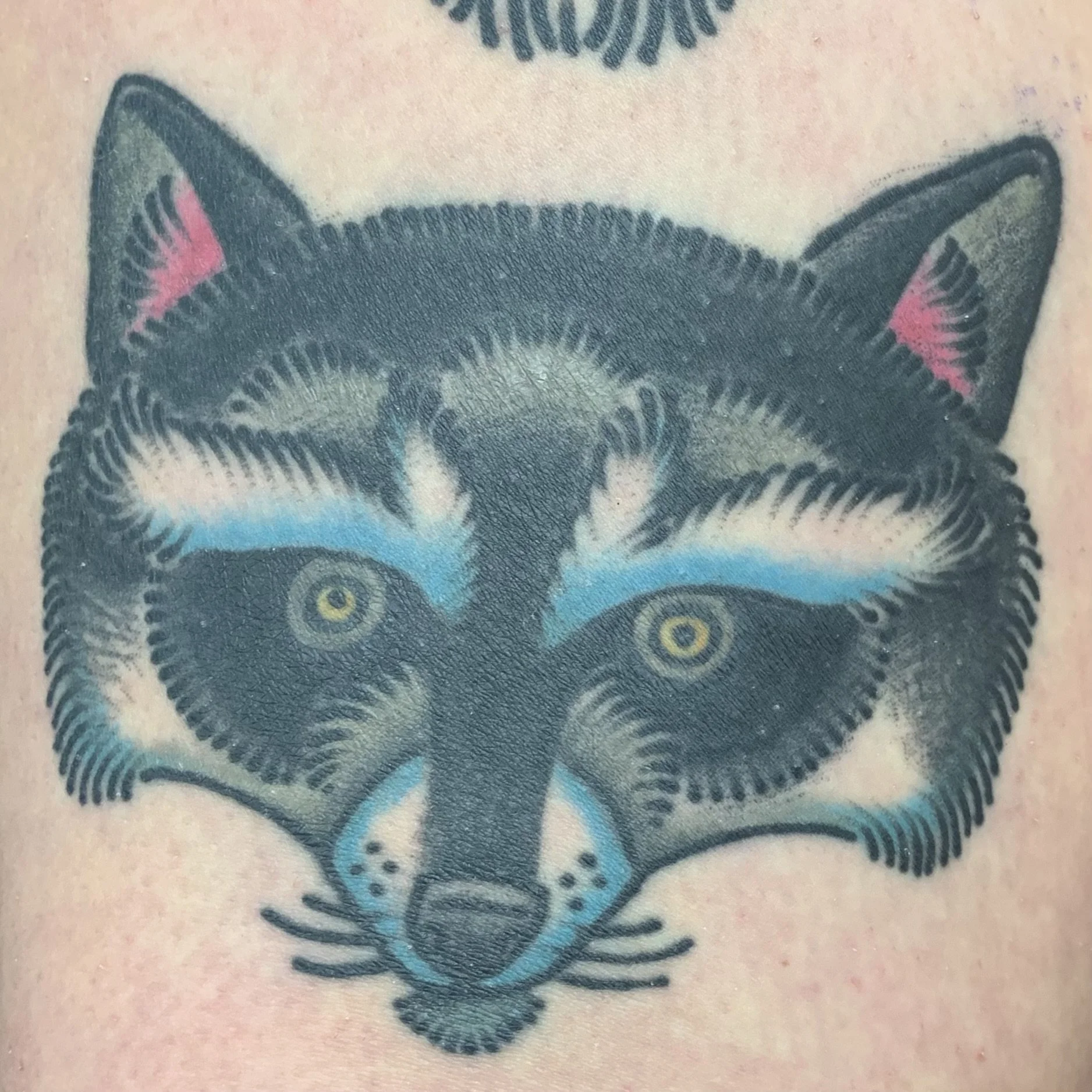 healed traditional racoon tattoo