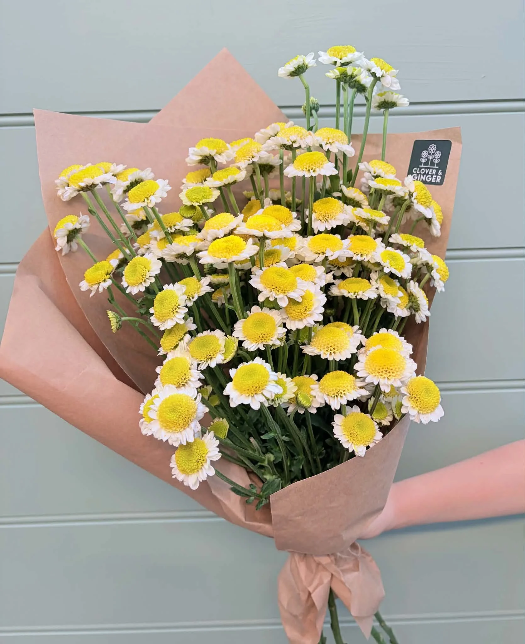 Daisies