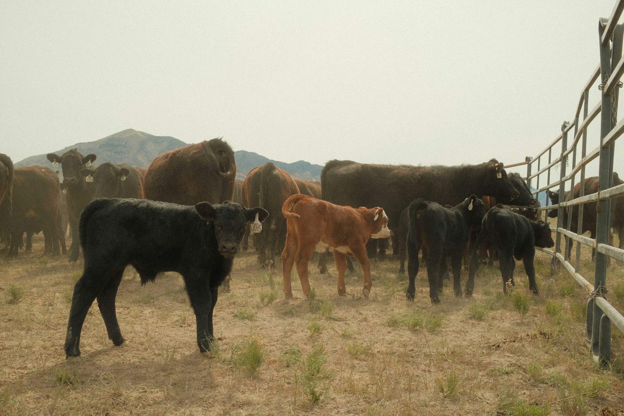 Cattle