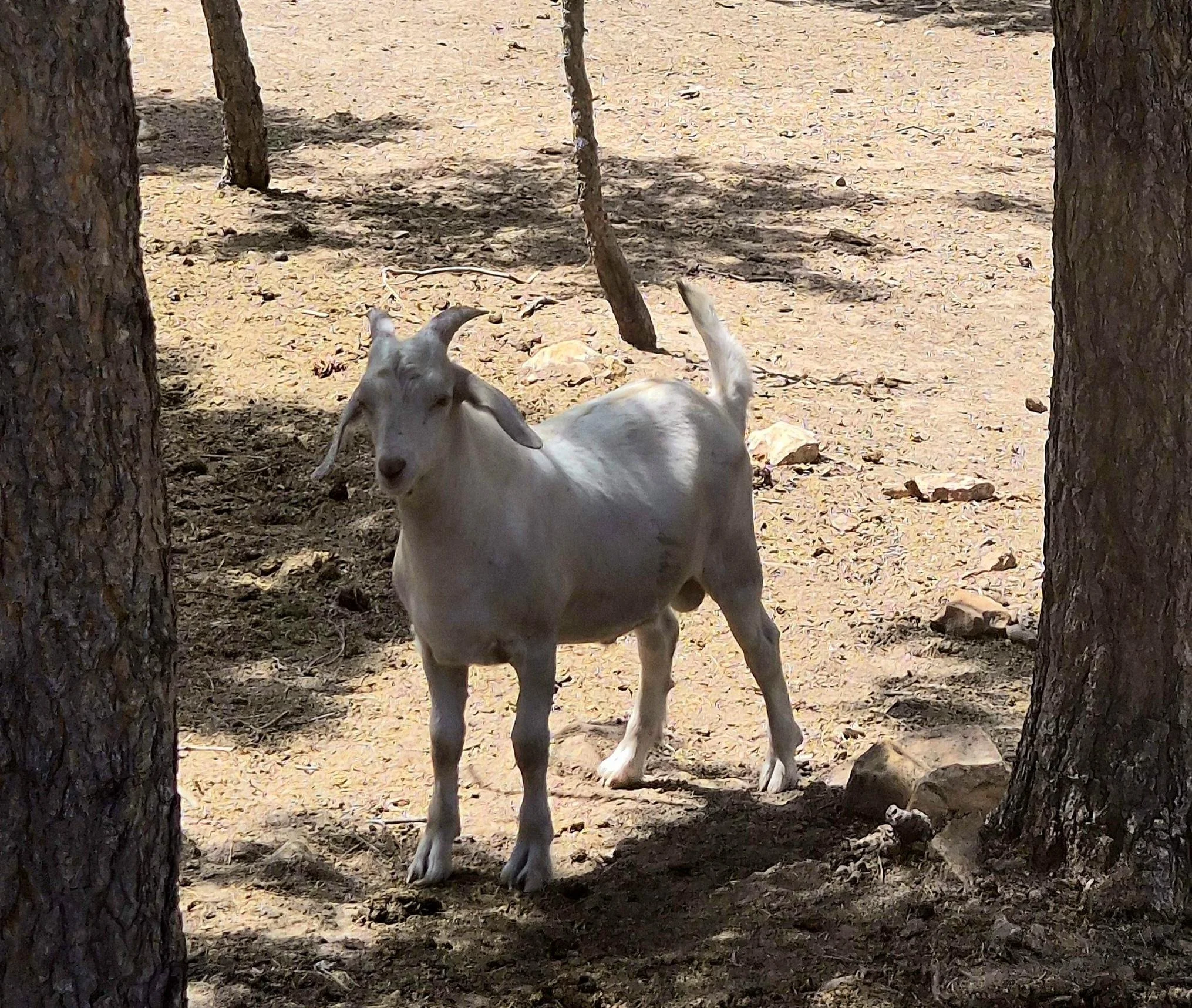 White goat standing on dirt between two large trees in a sunny outdoor setting.